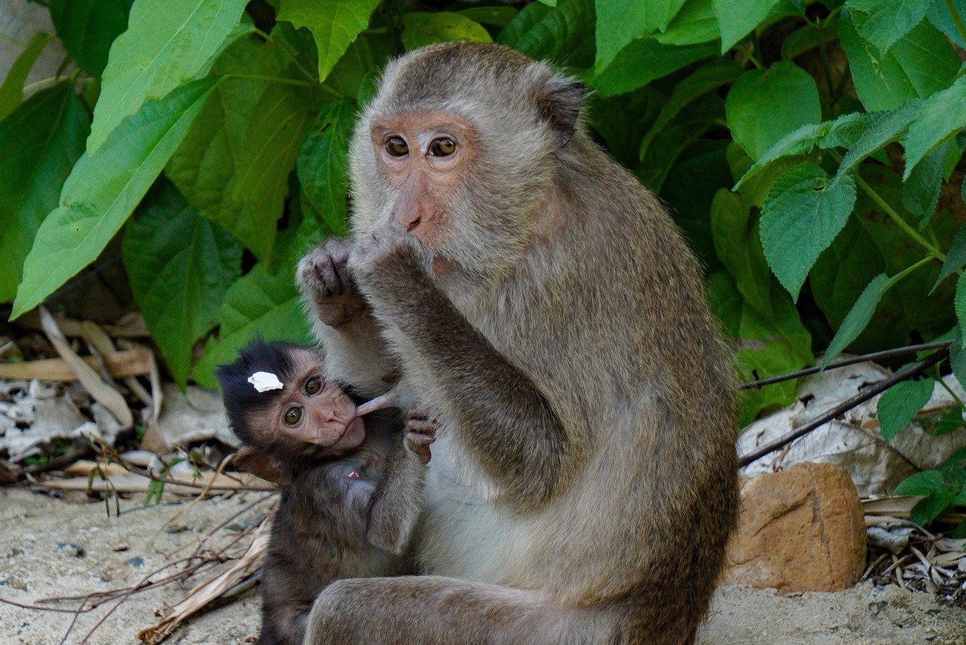 'Ai se tra lai mang song cho khi da chet tren ban dao Son Tra?' hinh anh