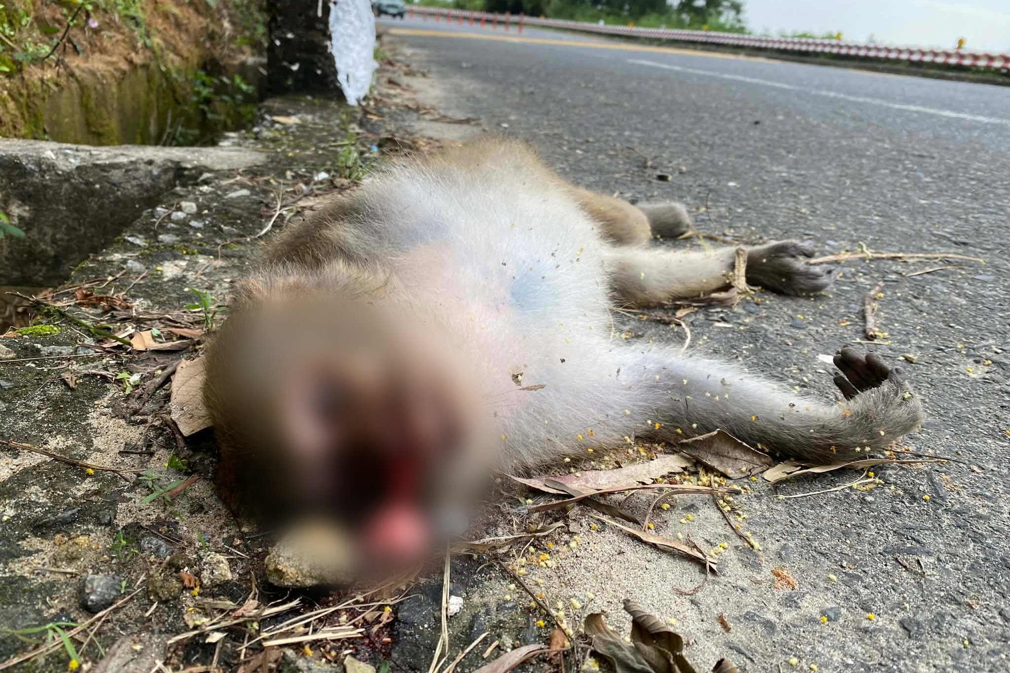 khỉ ảnh 11 khi anh 11