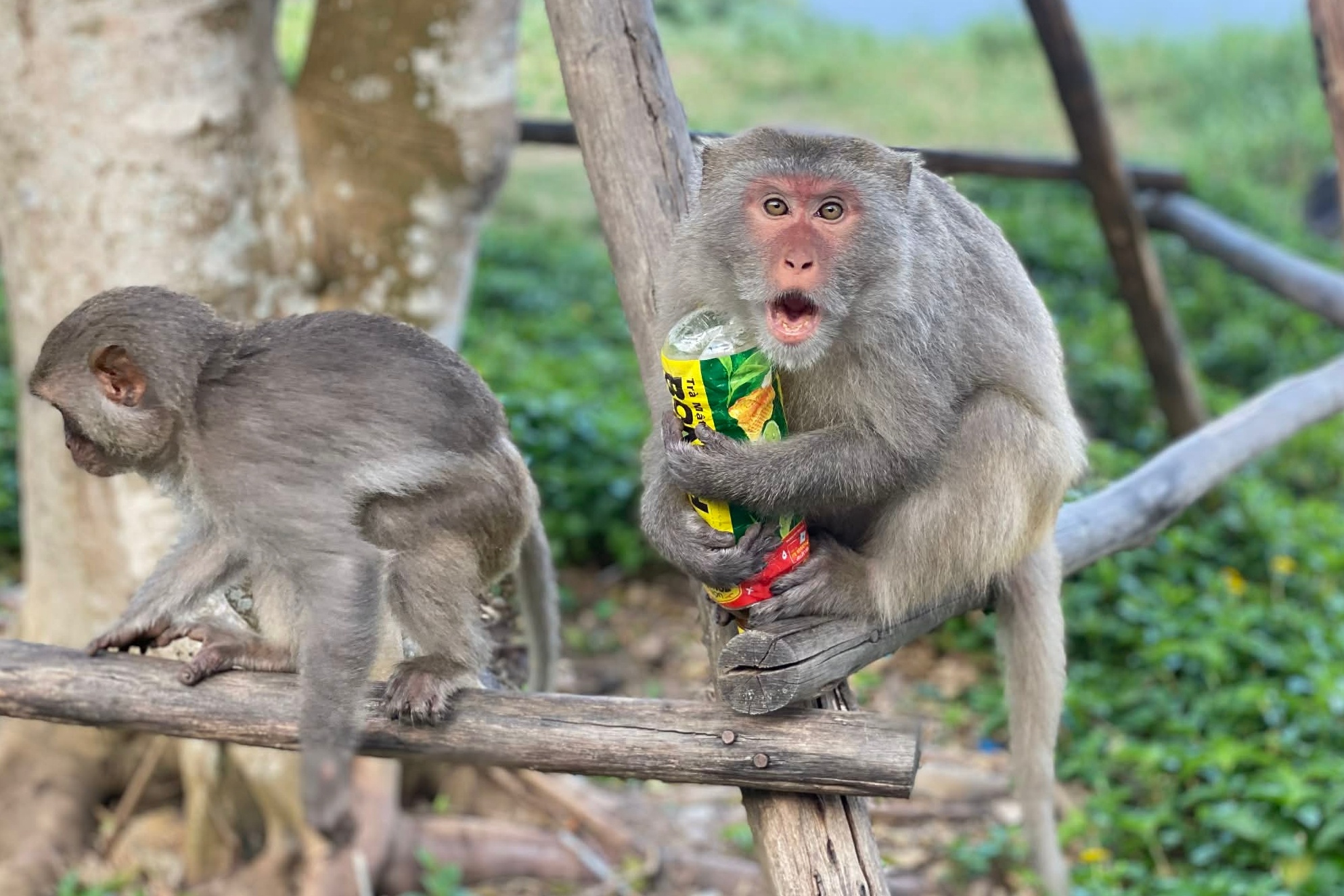 khỉ ảnh 7 khi anh 7