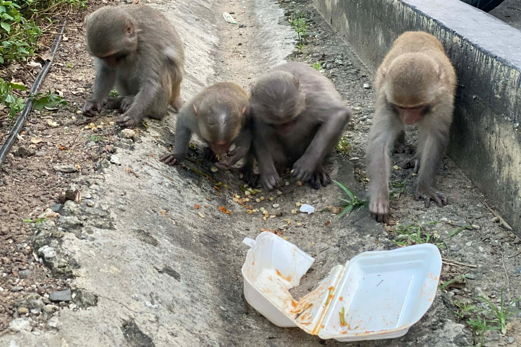 khỉ ảnh 6 khi anh 6