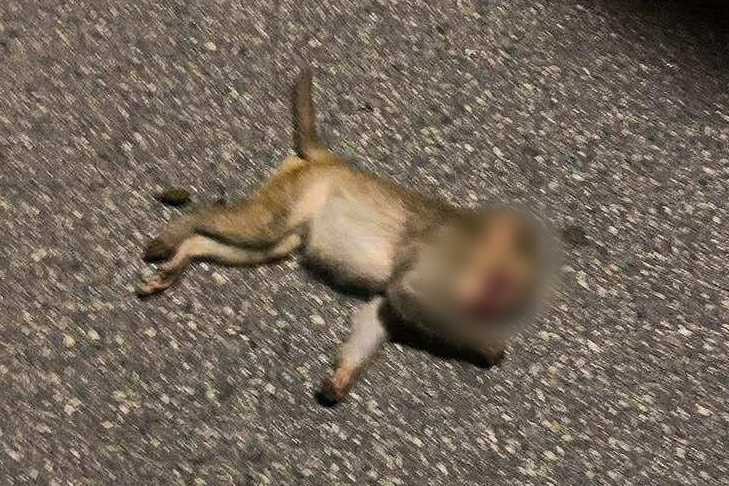 khỉ ảnh 13 khi anh 13