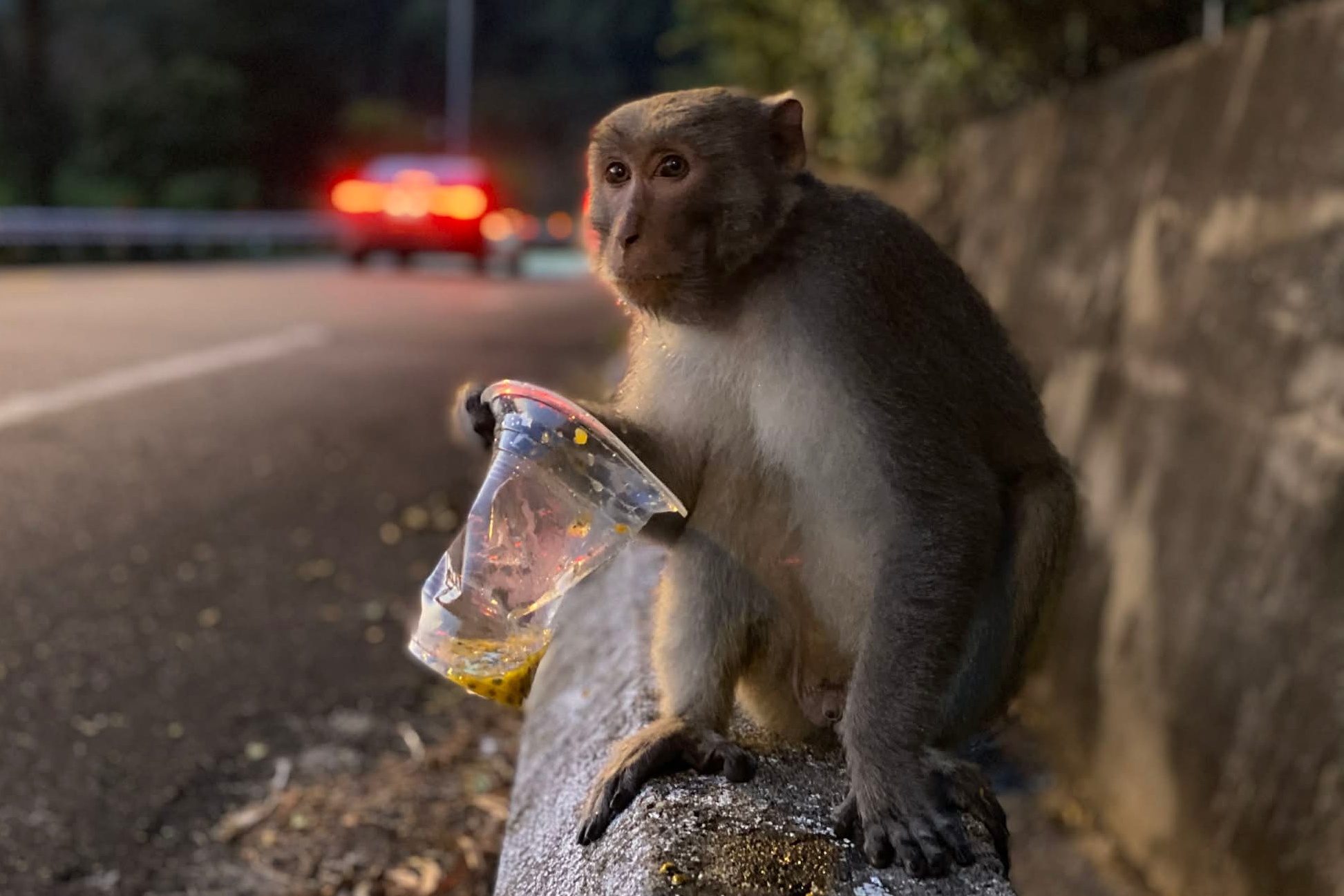 khỉ ảnh 8 khi anh 8