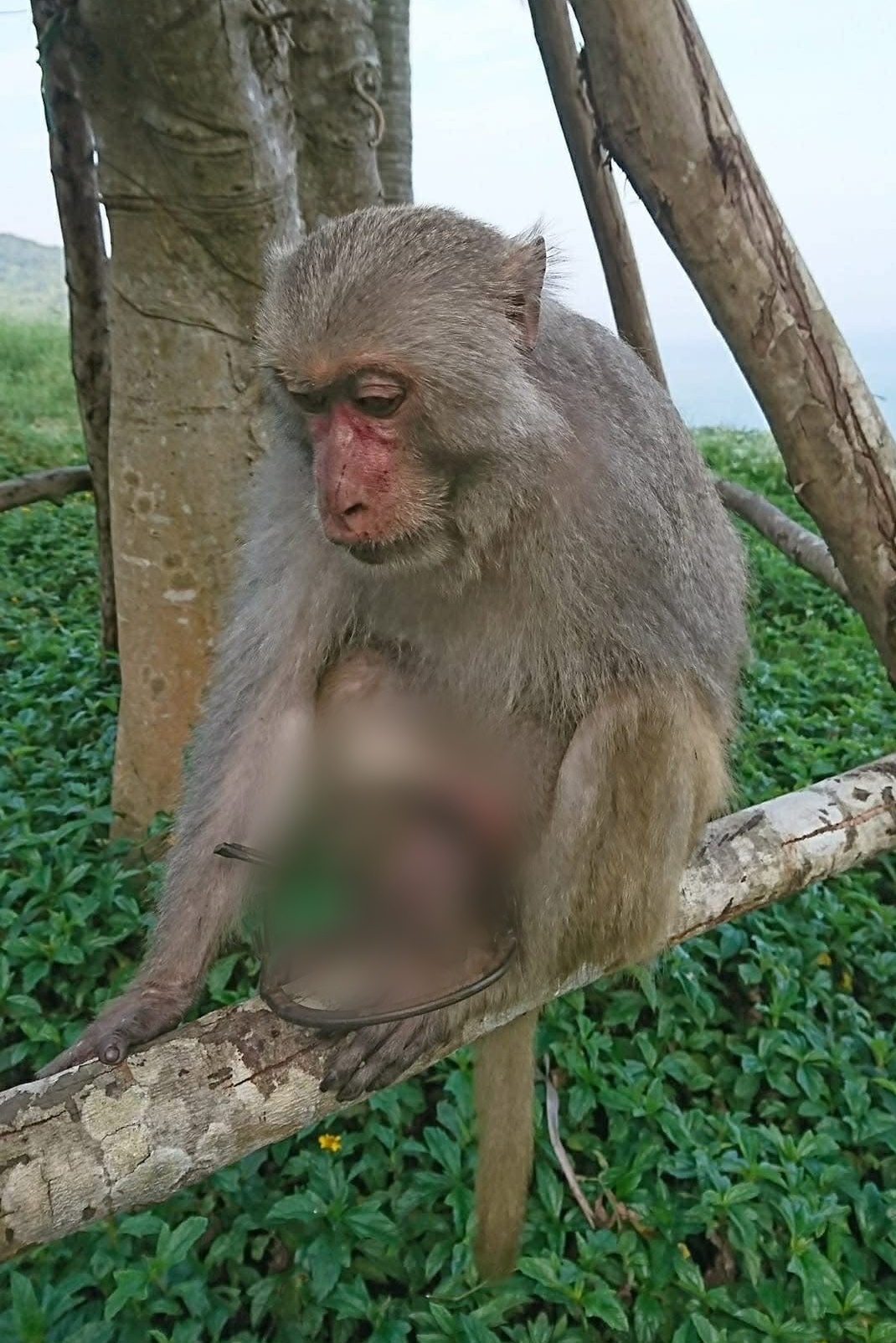 khỉ ảnh 12 khi anh 12