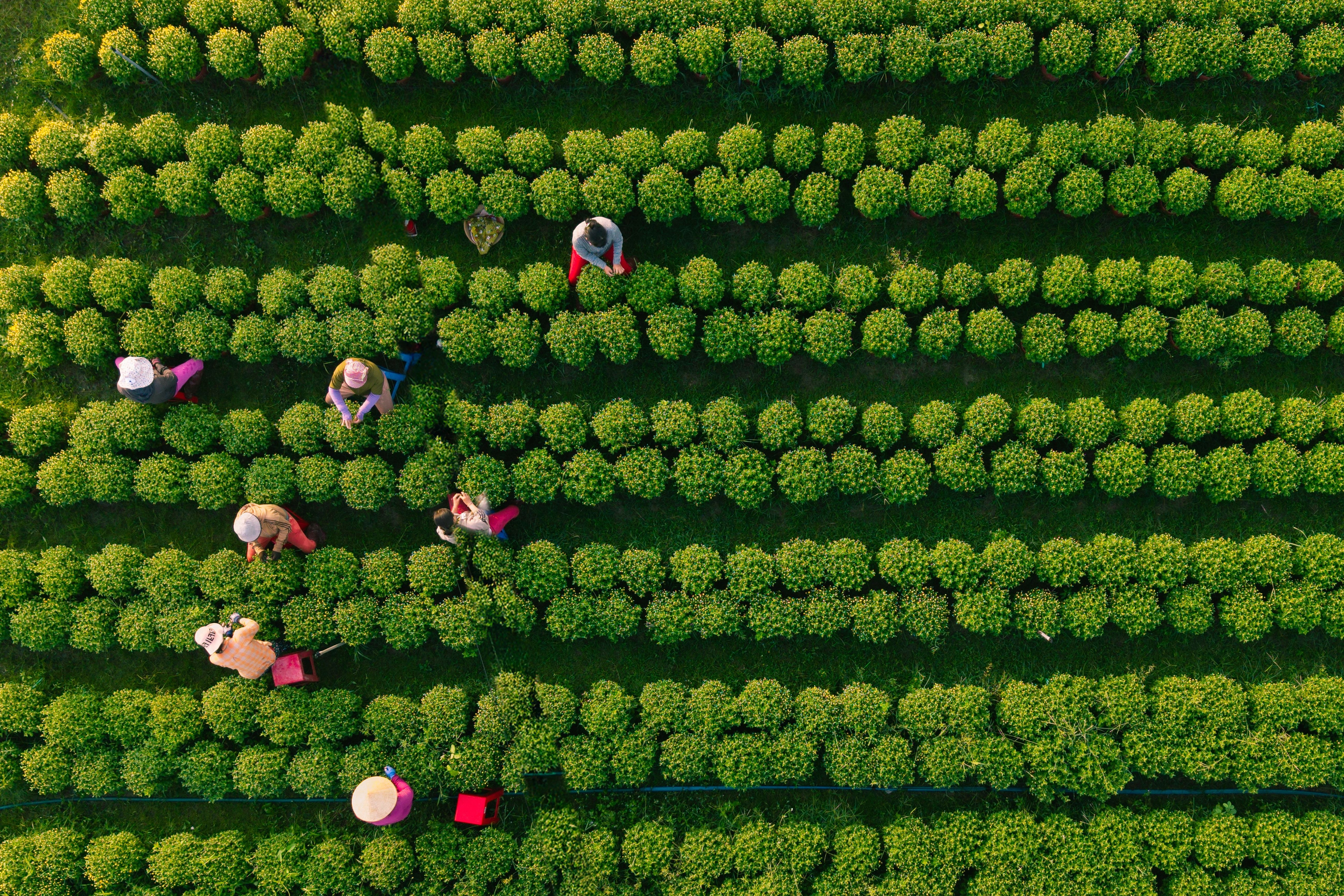 Vuon hoa Tet Tay Ninh nhin tu tren cao hinh anh