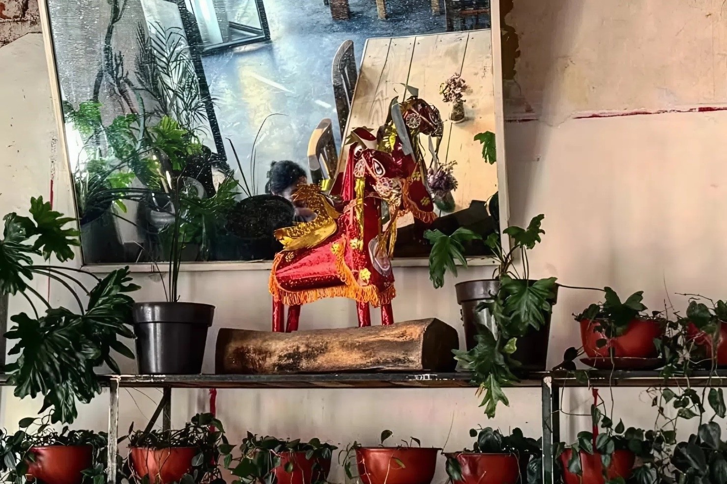 Ngua vang ma Viet Nam trong nha hang o Mexico cua 'ong Tay' hinh anh