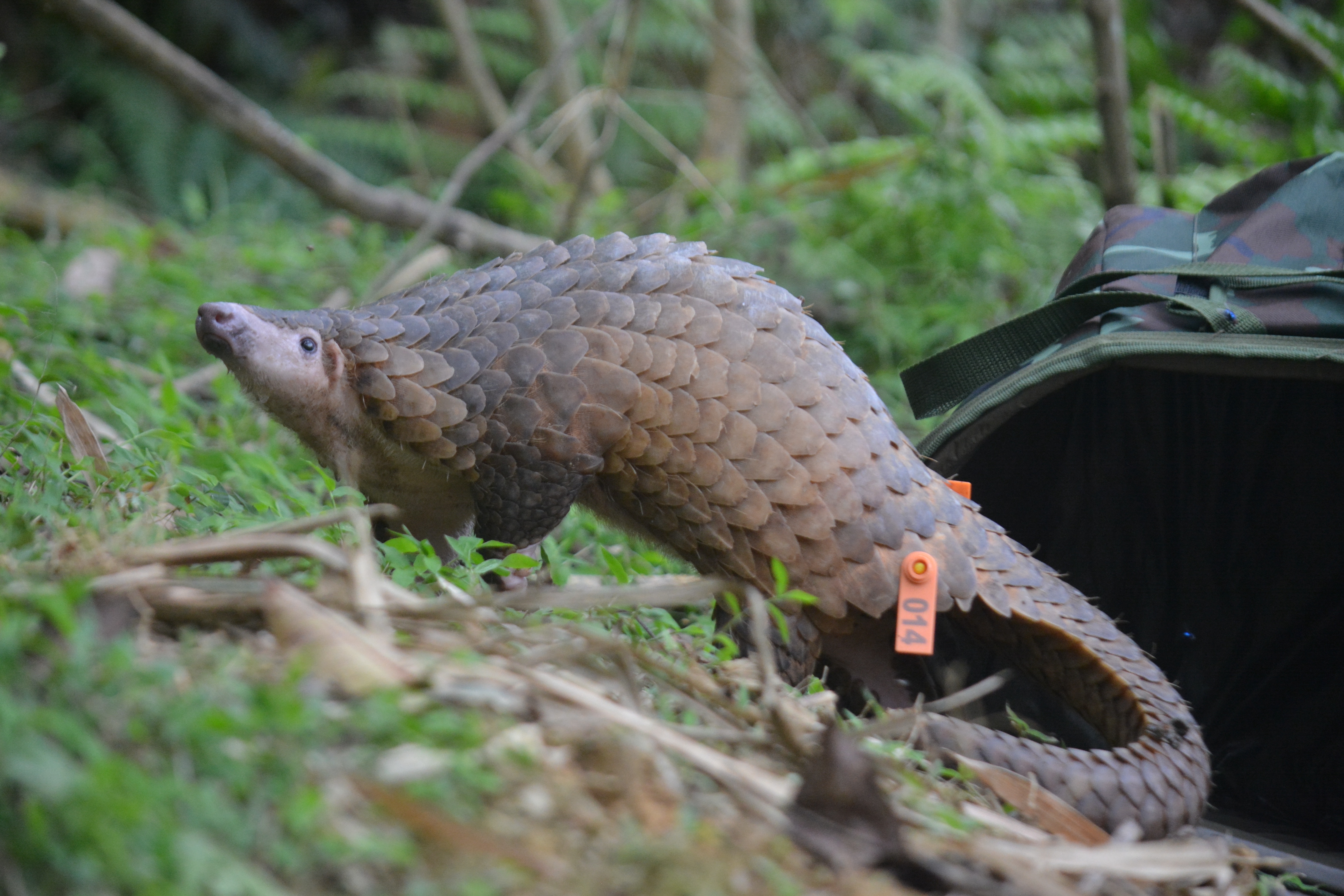 Tha 17 ca the 'sach do' te te va rai ca vuot be ve tu nhien hinh anh