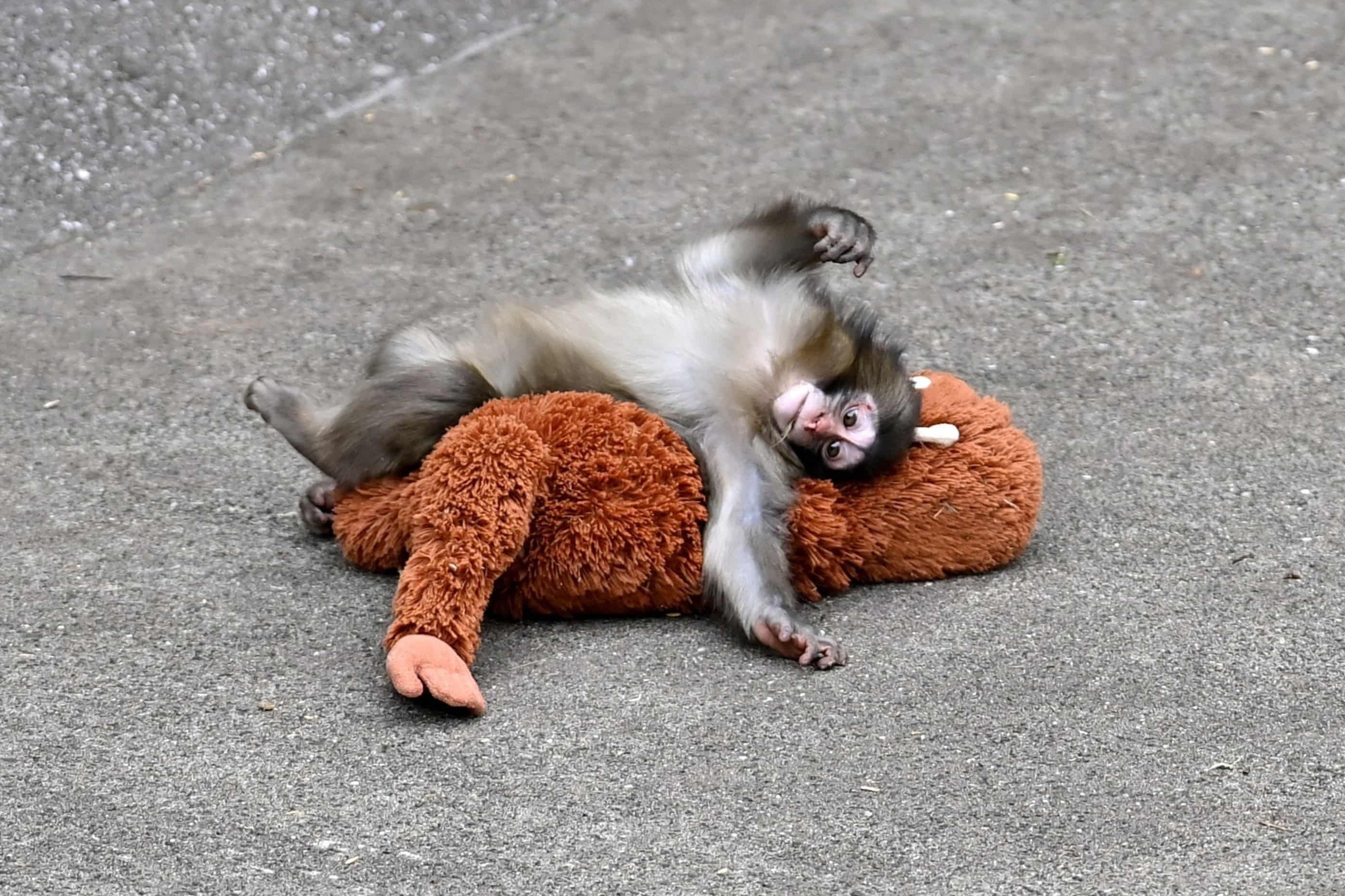 Bi kich cua khi Punch: Vi sao dong vat me bo roi con moi sinh? hinh anh