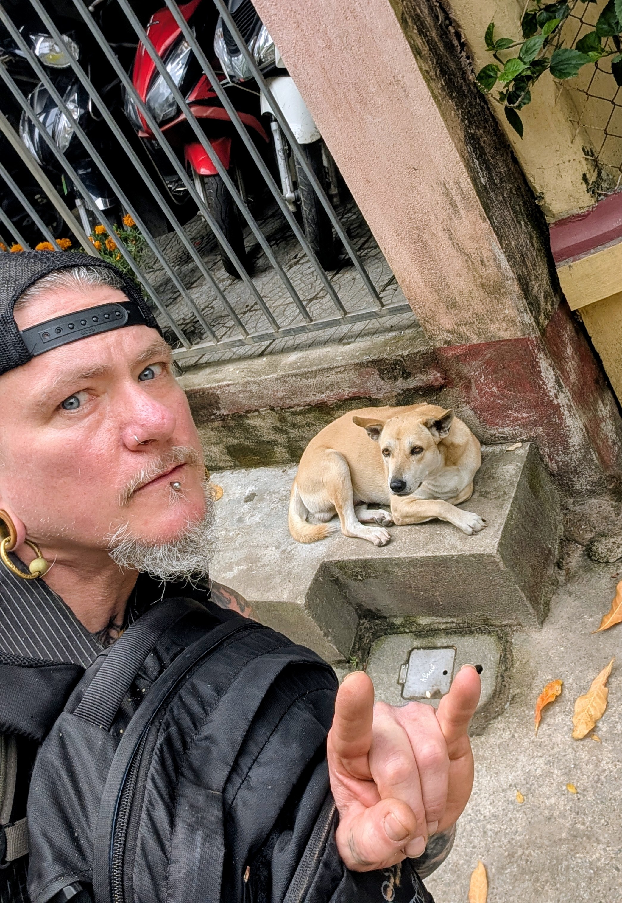 Viet Nam,  cho meo anh 8