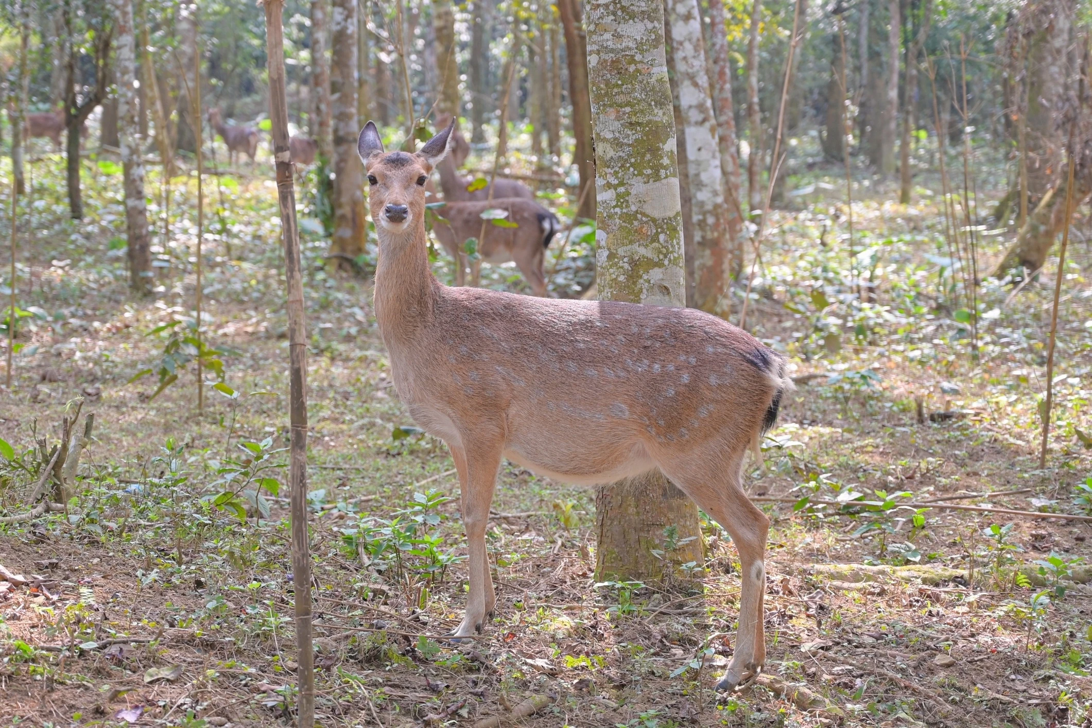 2 con huou no dua 'danh nhau' o Vuon quoc gia Cuc Phuong hinh anh