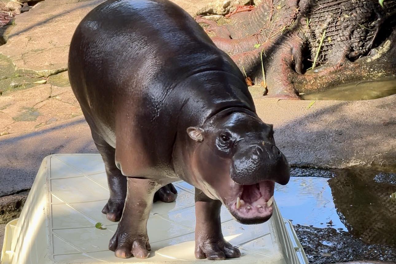 Dot nhap chuong ha ma lun noi tieng Moo Deng hinh anh