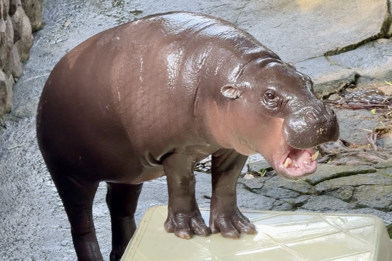 Bat du khach nhay vao chuong ha ma noi tieng o Thai Lan hinh anh