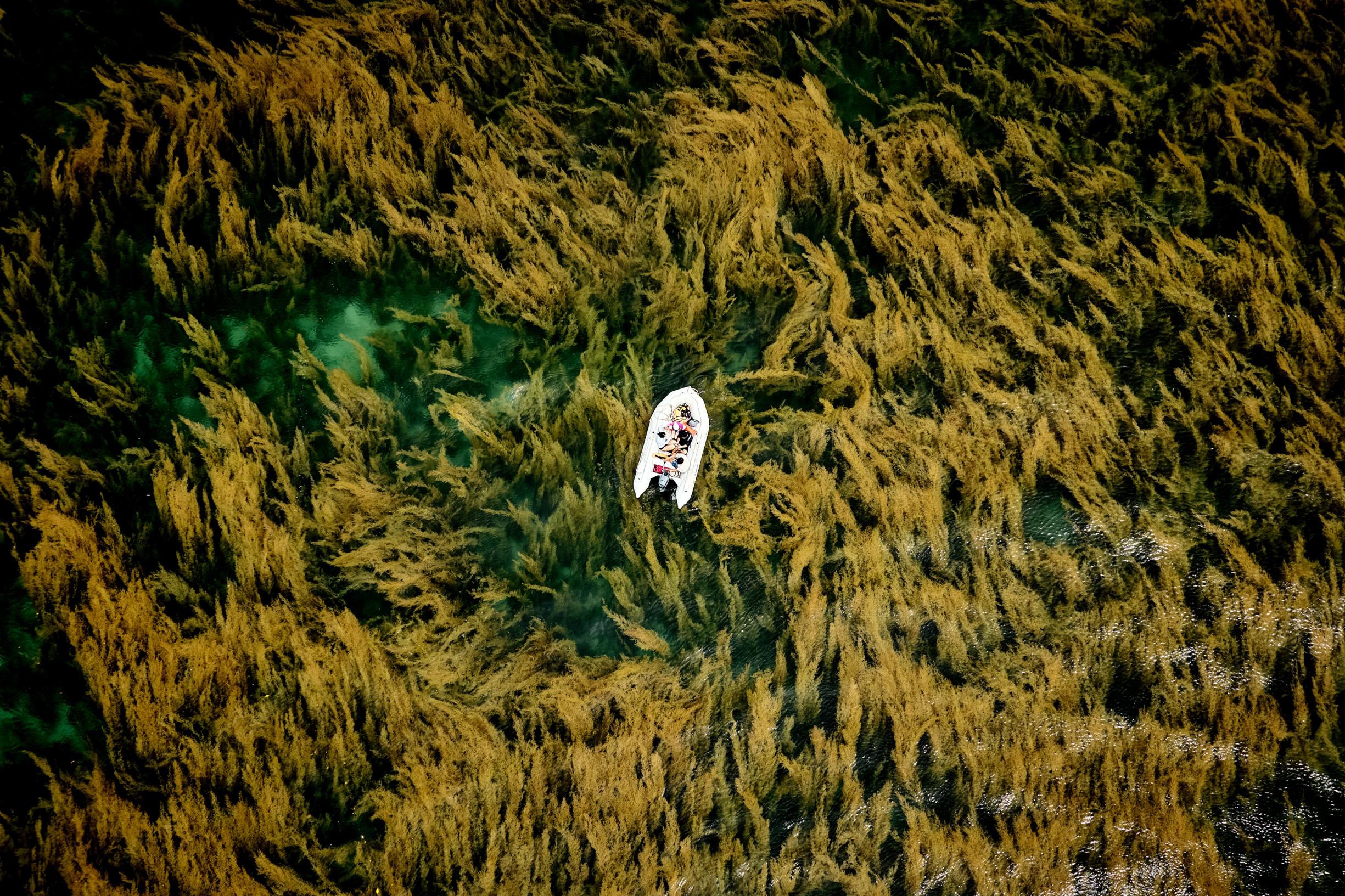 Anh chup rong mo o Con Dao doat giai thuong quoc te hinh anh