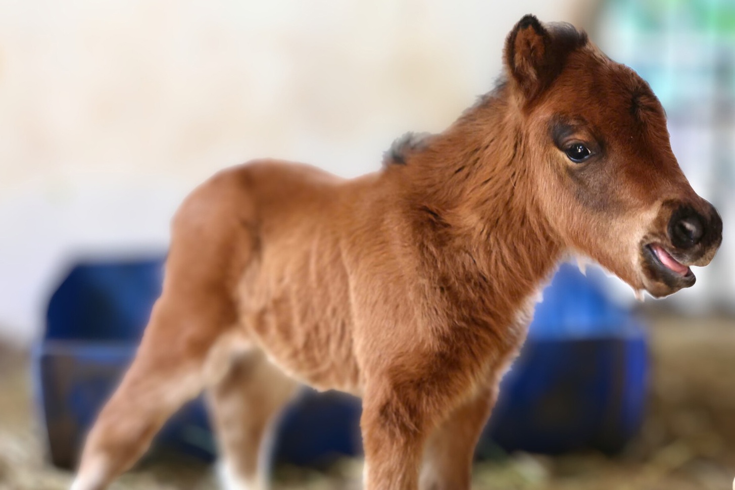 Ngua lun moi sinh o Thao Cam Vien gay sot hinh anh