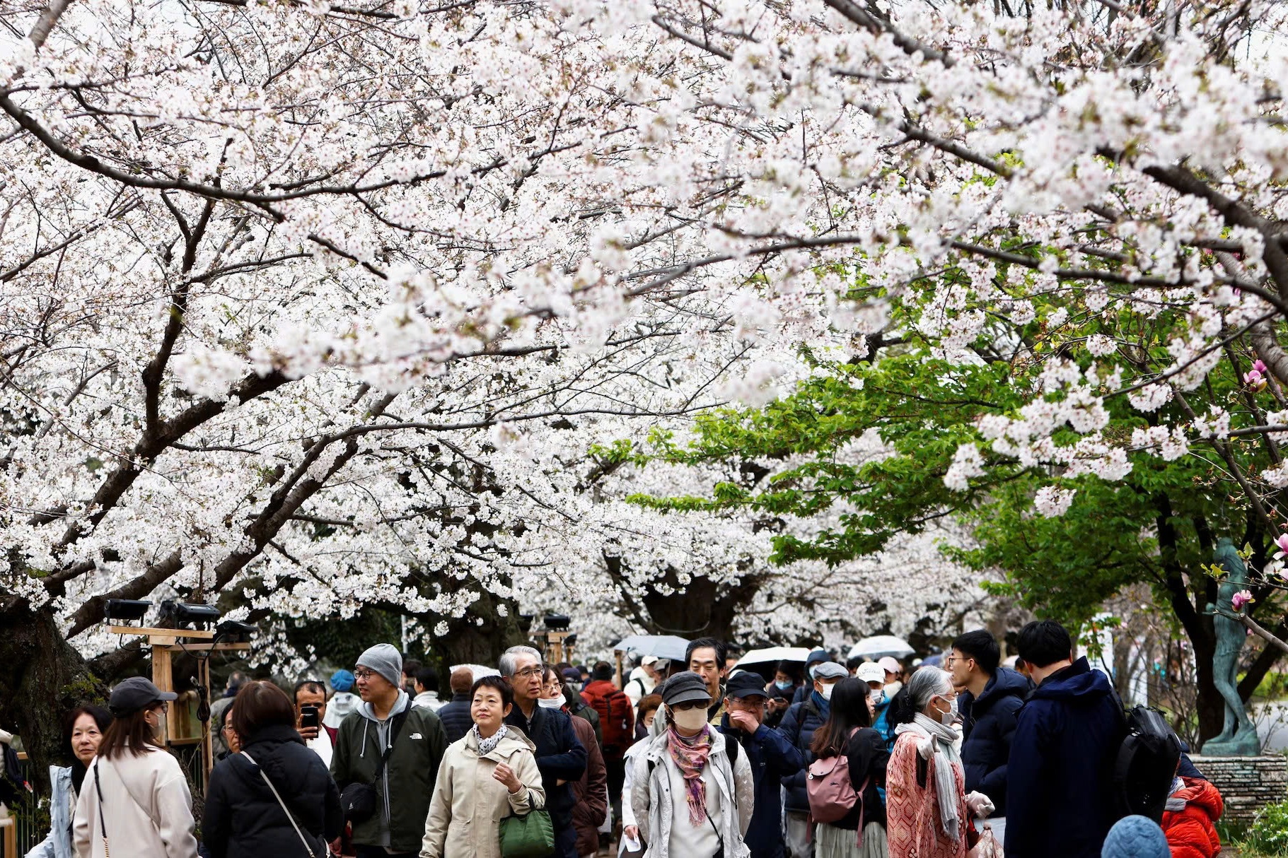hoa anh dao,  Nhat Ban anh 2