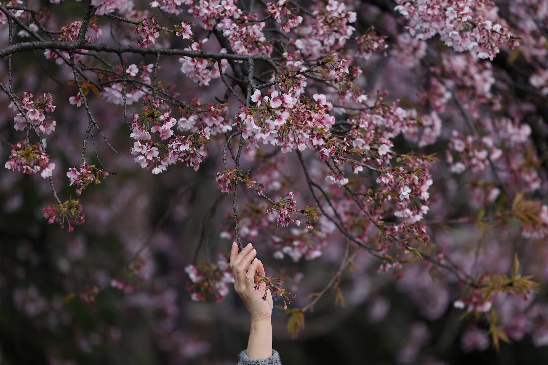 Mua hoa anh dao 'that the' tai Nhat Ban hinh anh