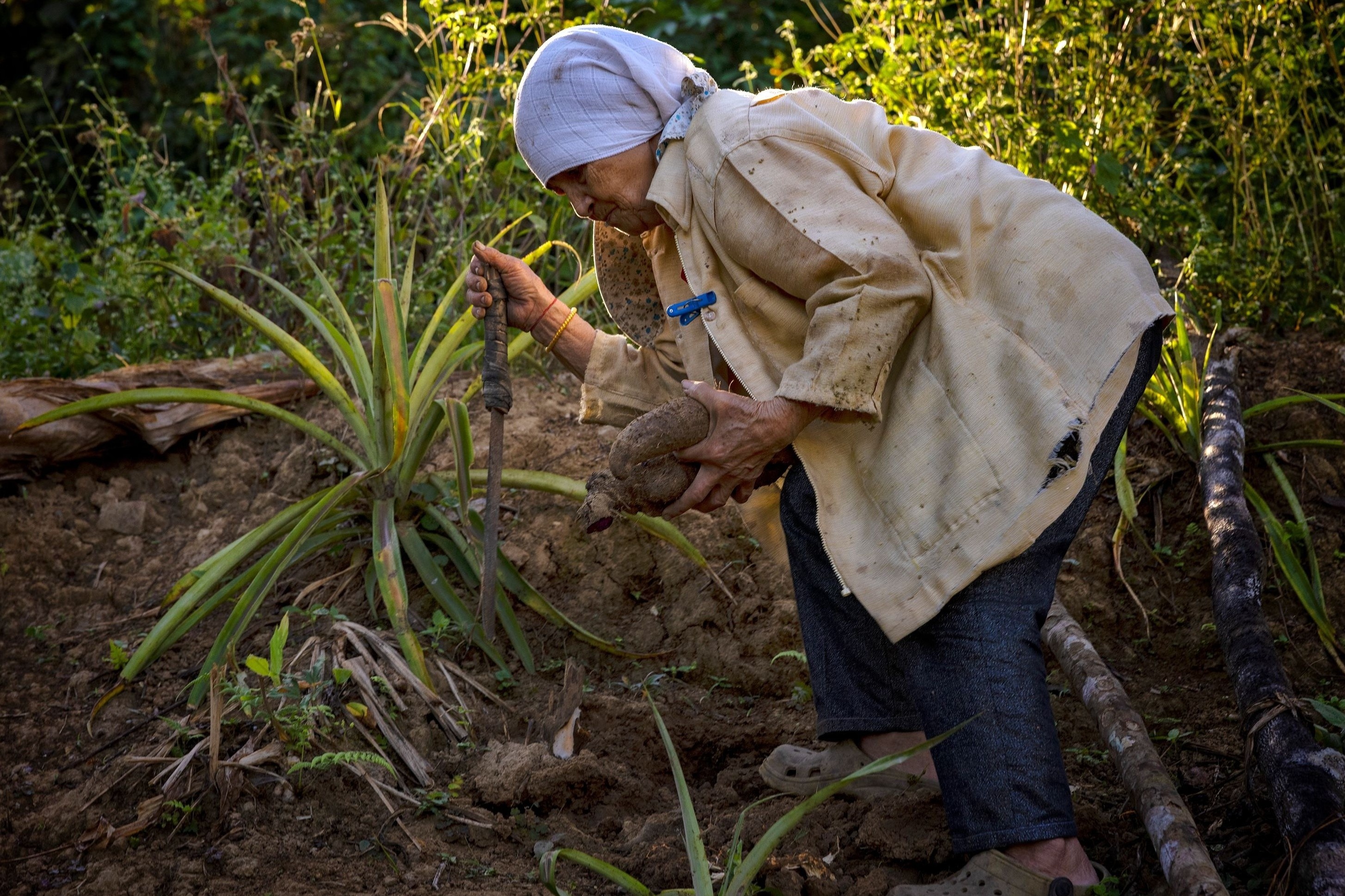 Philippines,  ube anh 2