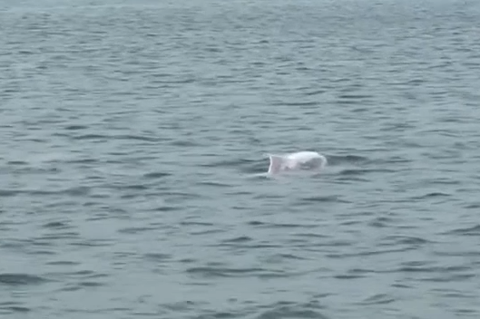 Dan ca heo trang tung tang boi luon sat mat bien khu vuc dao Cai Chien hinh anh