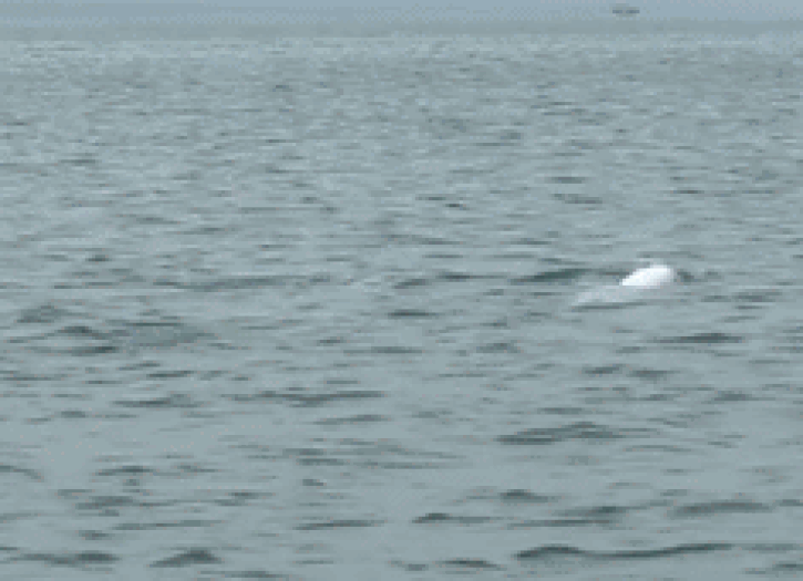 Dan ca heo trang xuat hien sat dao o Quang Ninh hinh anh