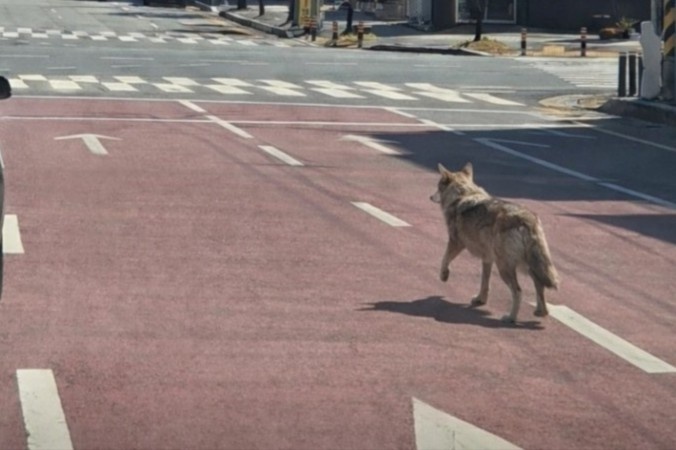 Thuc hu buc anh soi song chuong di dao tren duong pho Han Quoc hinh anh