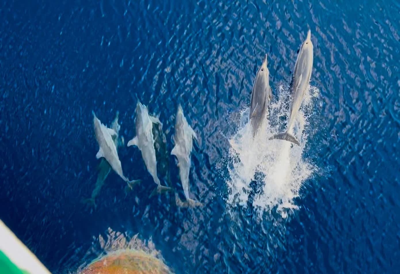 Dan ca heo boi tung tang o quan dao Truong Sa hinh anh