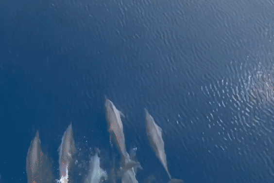 Xem dan ca heo 'nhay mua' tren duong ra dao Truong Sa hinh anh