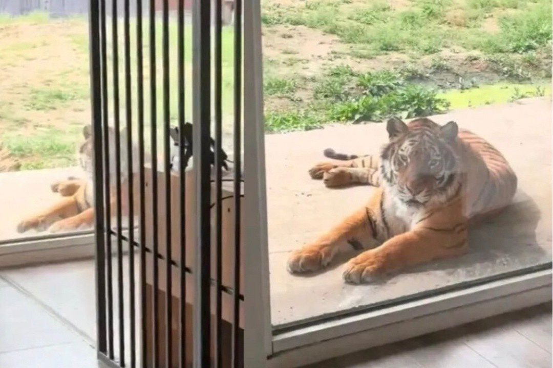 Phong khach san 'view ho' tai so thu Trung Quoc hinh anh