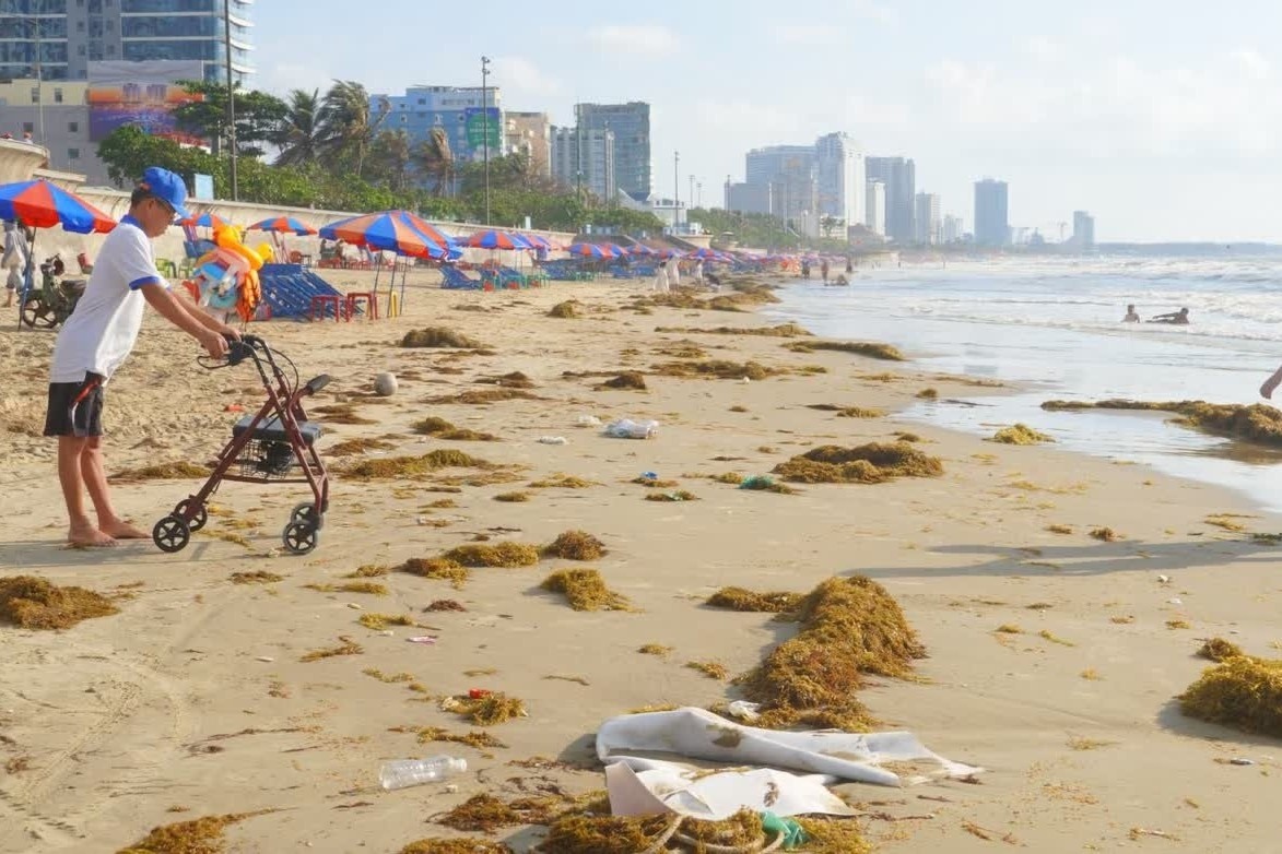 Bai bien Vung Tau 'ngap' hang chuc tan rong bien hinh anh