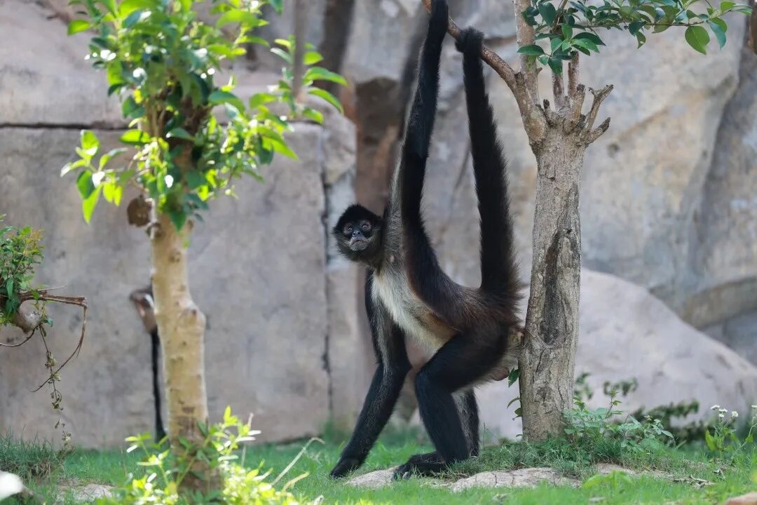 khi anh 5