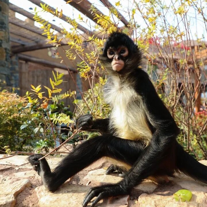 khi anh 3