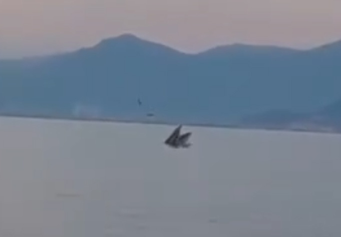 Ca voi tro lai vinh Nha Trang hinh anh