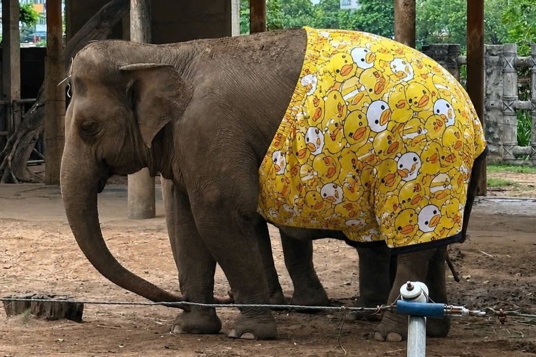 Thuc hu voi, huou cao co o Thao Cam Vien 'mac quan vit vang'? hinh anh