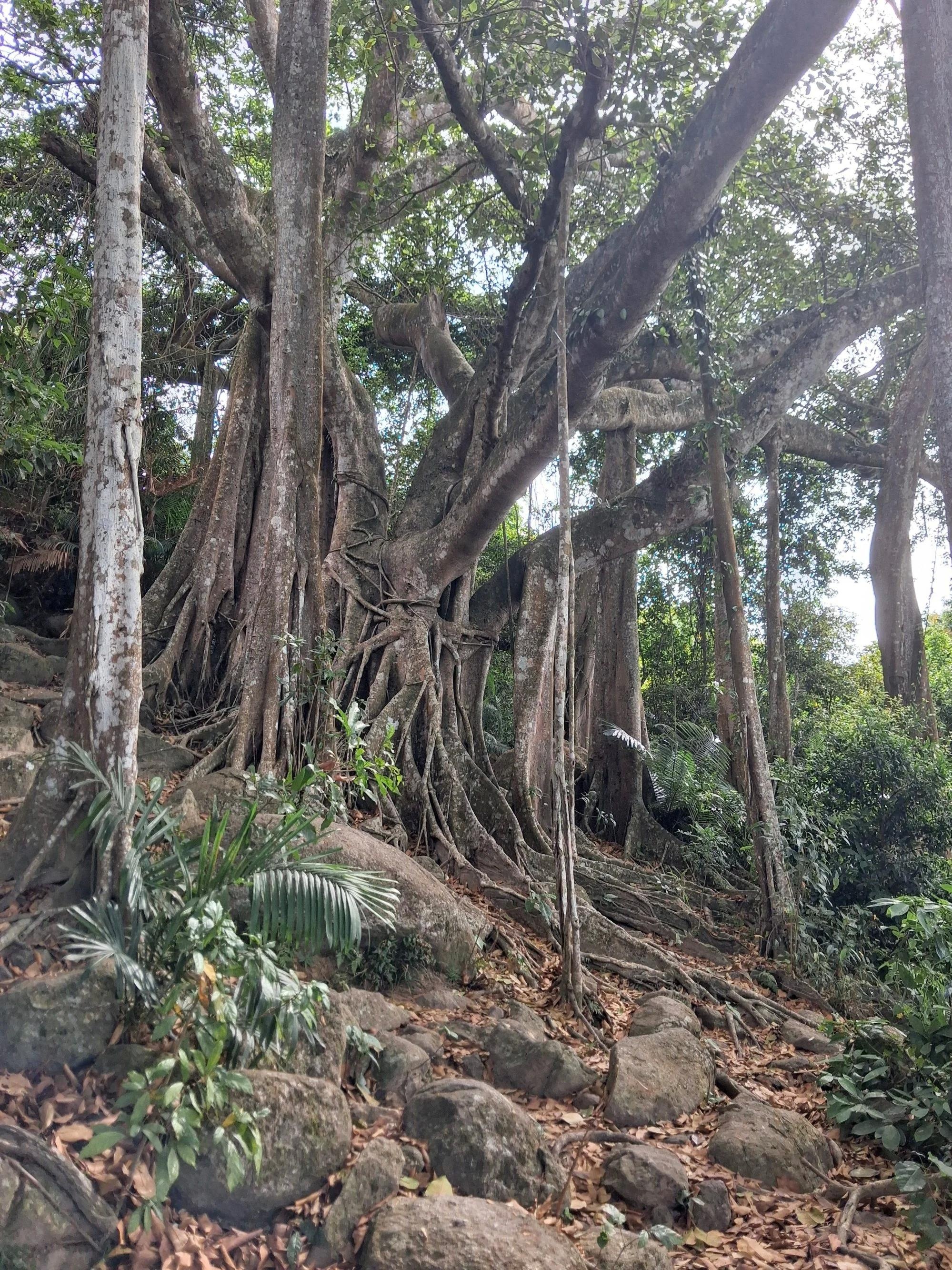 Da Nang,  ban dao Son Tra anh 3