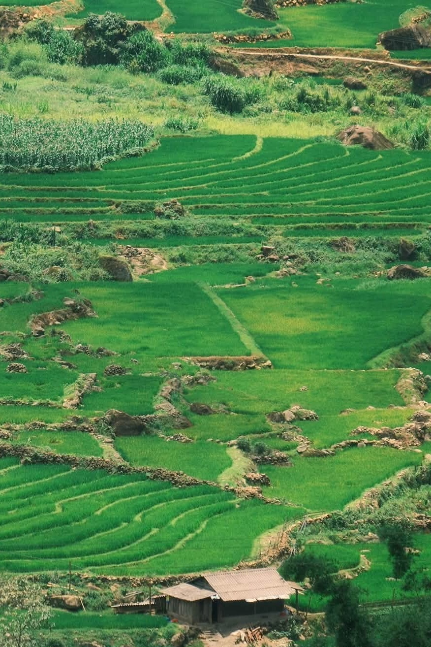 Y T&yacute;,  m&ugrave;a l&uacute;a ảnh 10