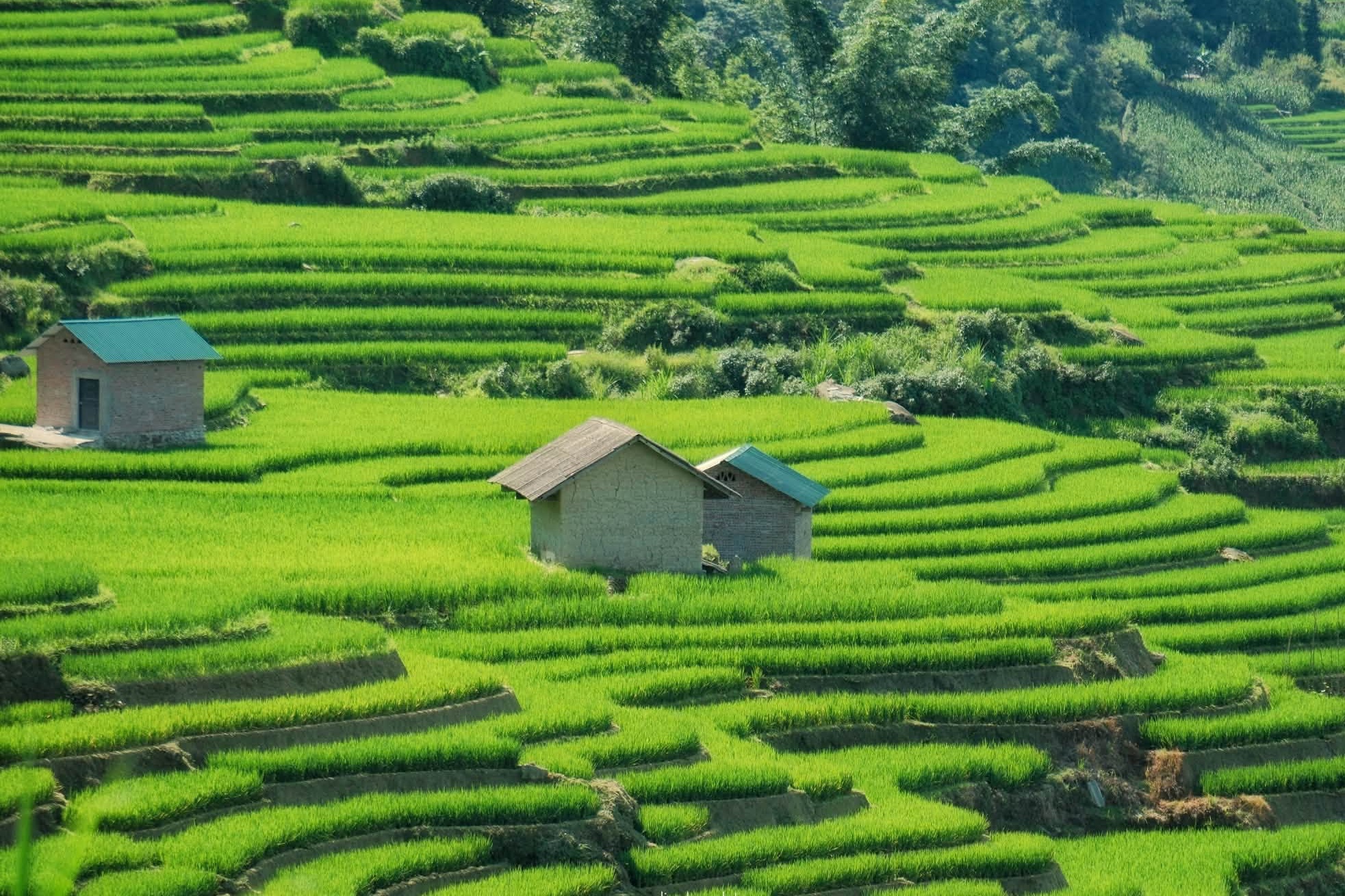 Mùa lúa xanh phủ kín ruộng bậc thang 'đẹp như tranh' ở Y Tý