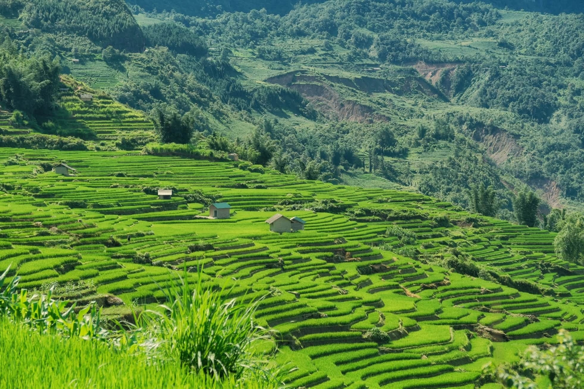 Y T&yacute;,  m&ugrave;a l&uacute;a ảnh 2
