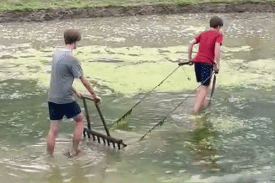 Khách Tây 'kéo cày thay trâu' trên ruộng bậc thang Sa Pa