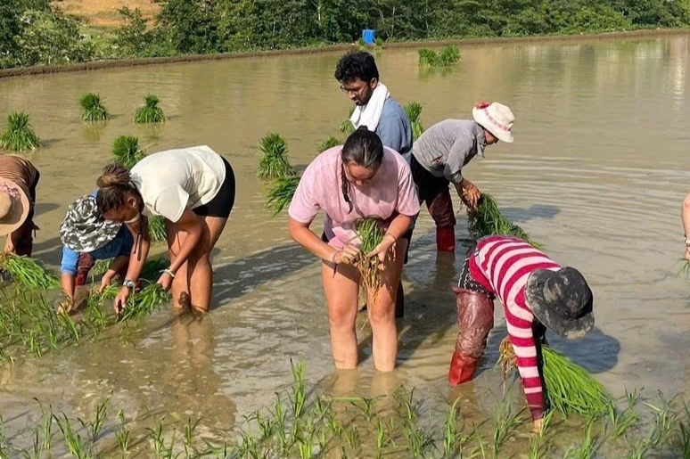 Nhóm khách Tây làm ruộng, cấy lúa, kéo cày ở Sa Pa