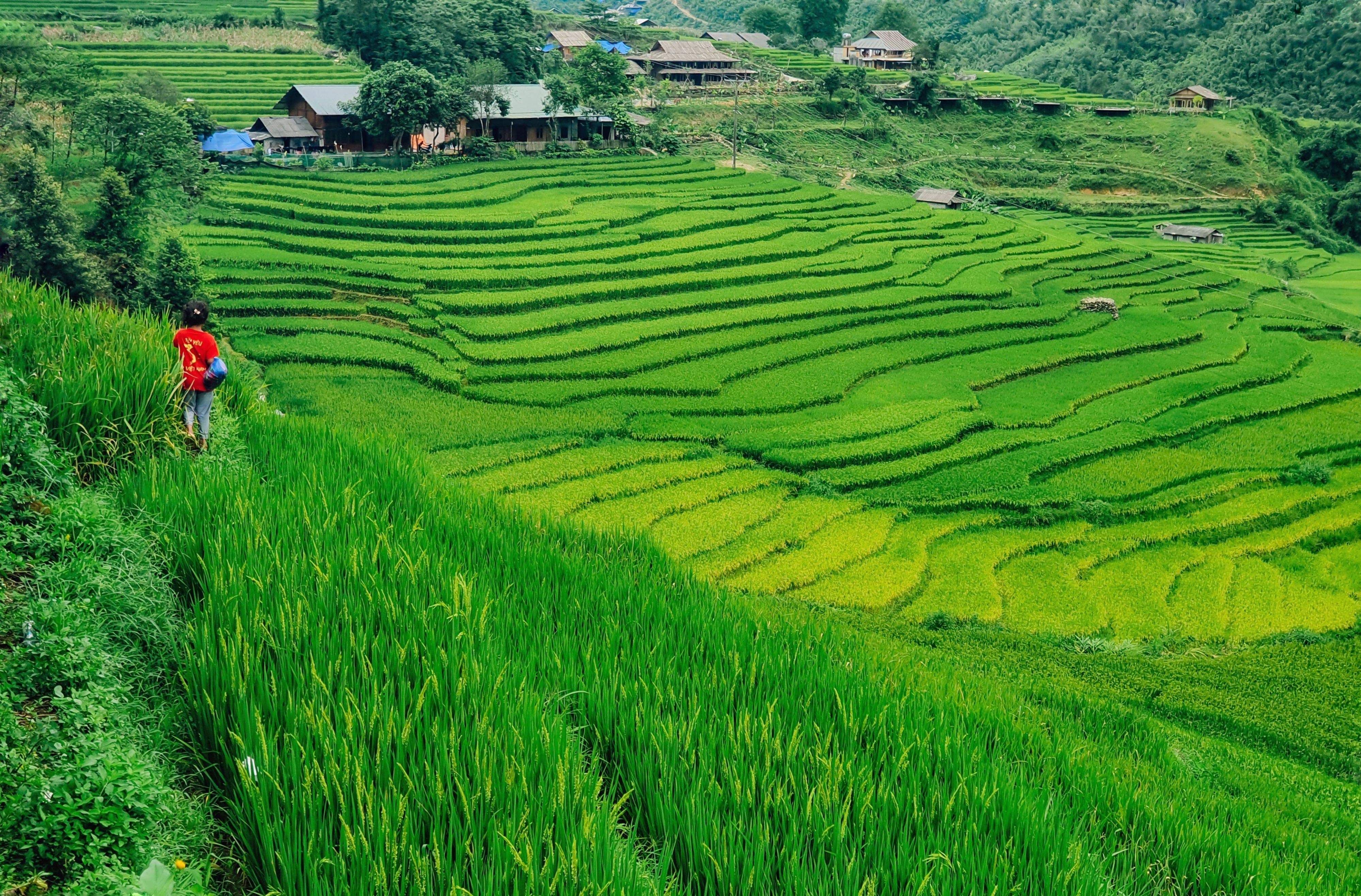 m&ugrave;a l&uacute;a xanh,  Tả Van ảnh 7