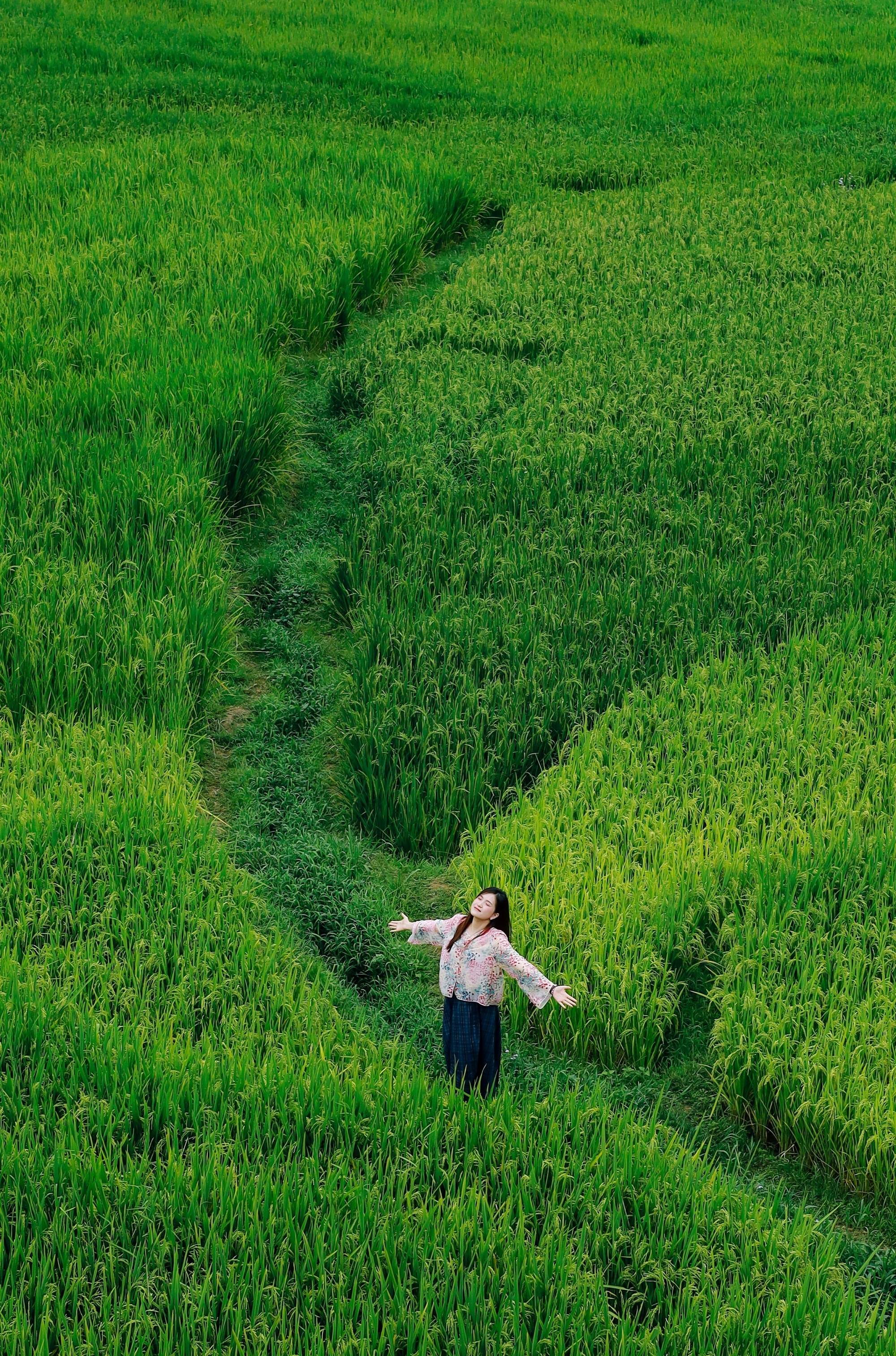 m&ugrave;a l&uacute;a xanh,  Tả Van ảnh 22