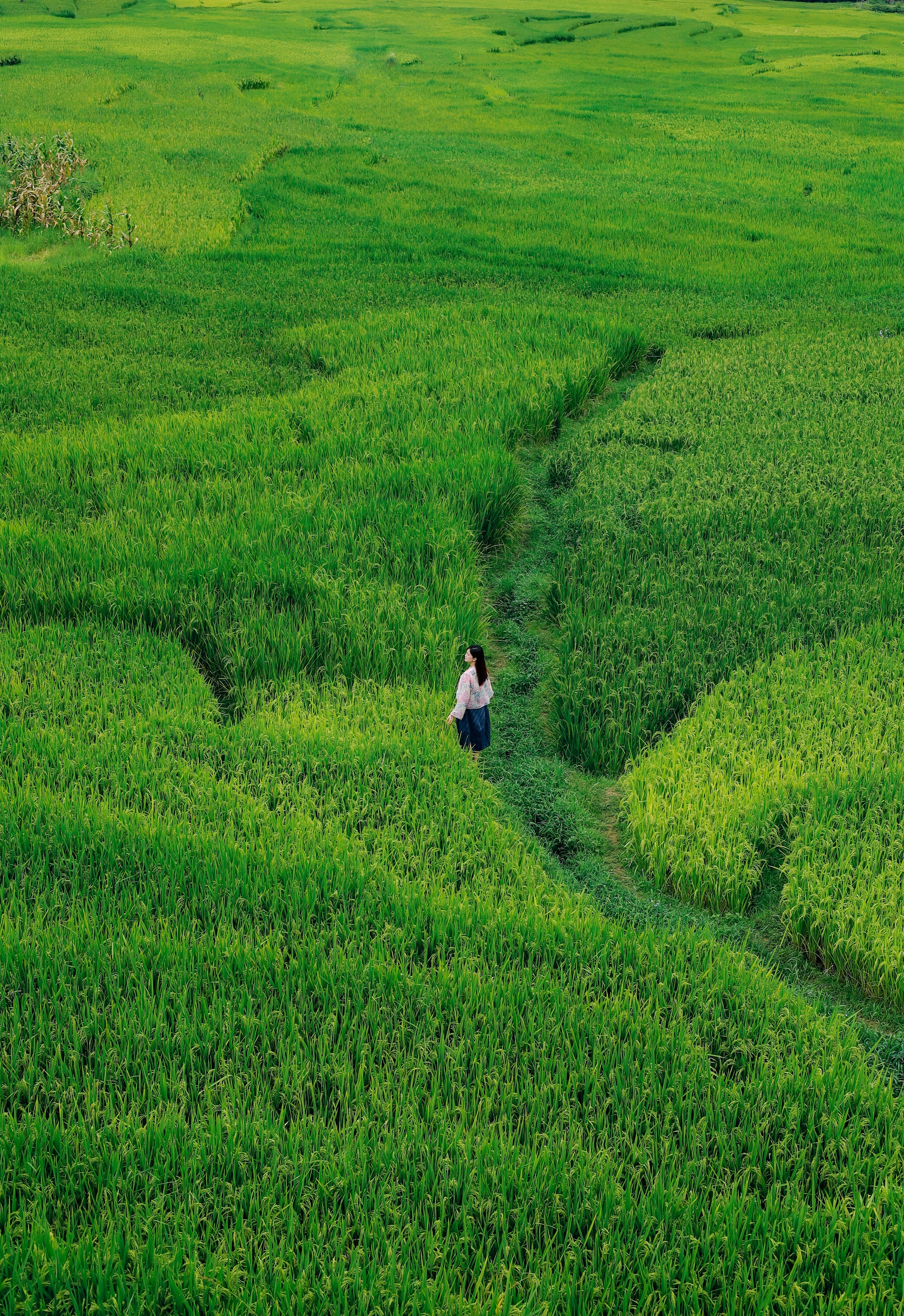 m&ugrave;a l&uacute;a xanh,  Tả Van ảnh 3