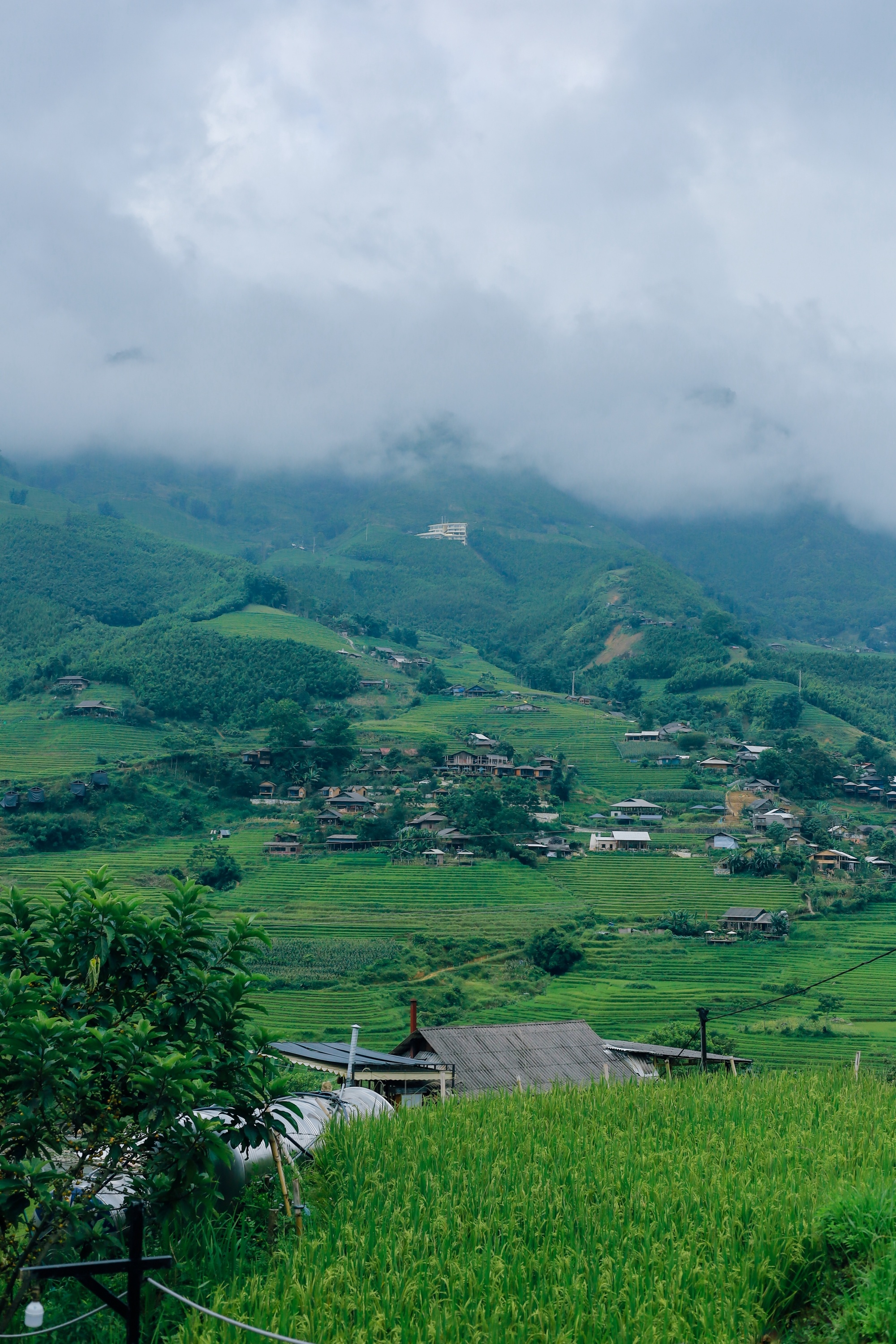 m&ugrave;a l&uacute;a xanh,  Tả Van ảnh 8