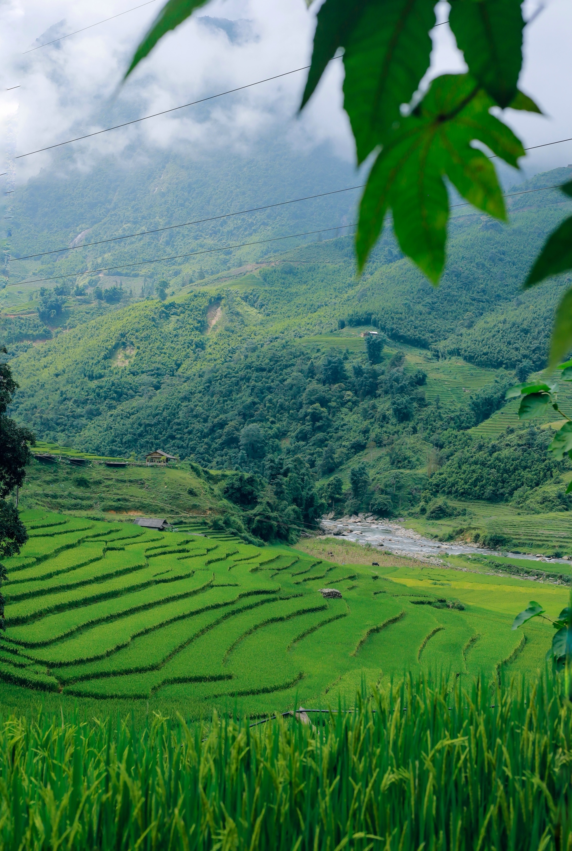 m&ugrave;a l&uacute;a xanh,  Tả Van ảnh 9