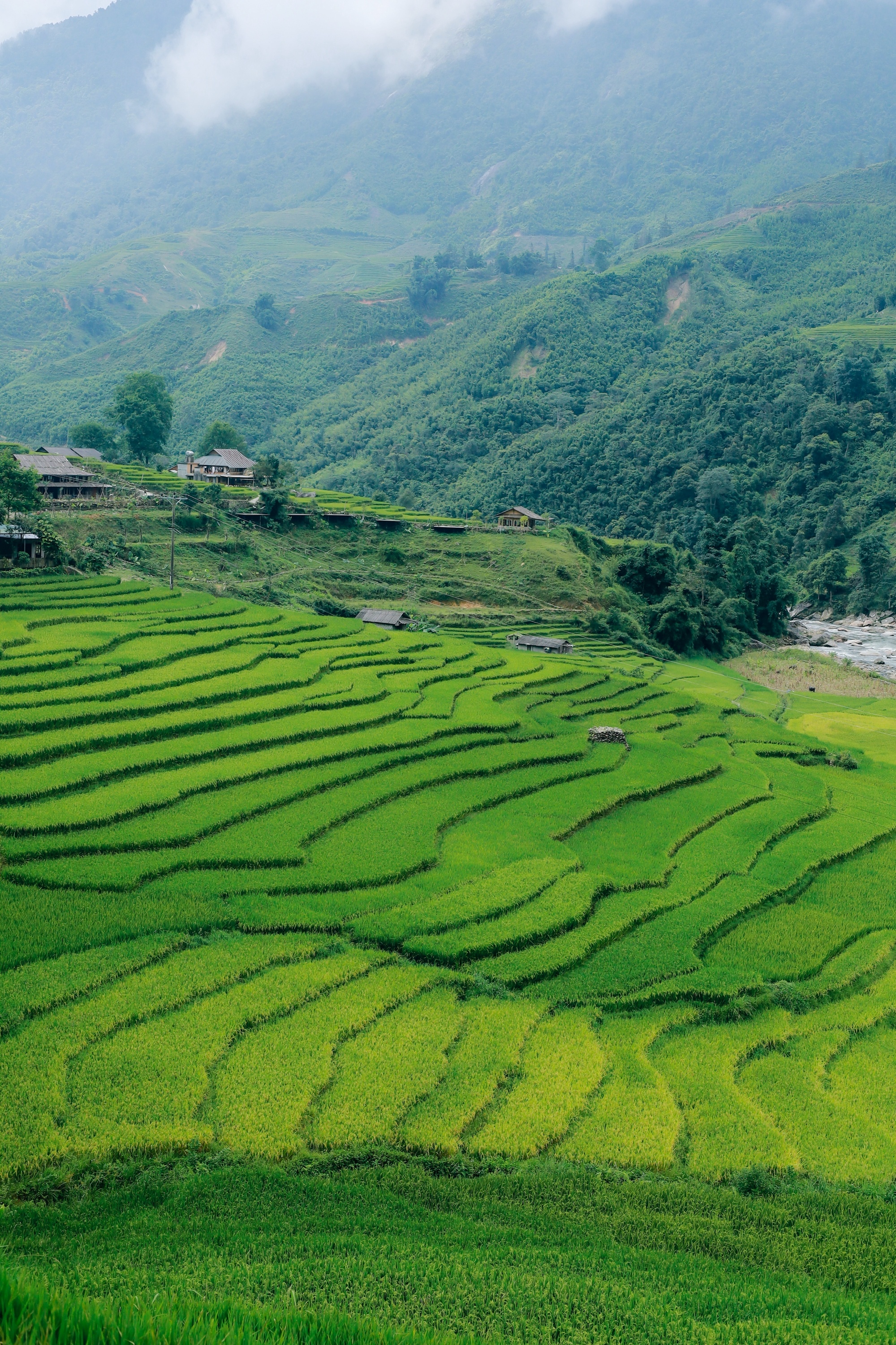 m&ugrave;a l&uacute;a xanh,  Tả Van ảnh 10