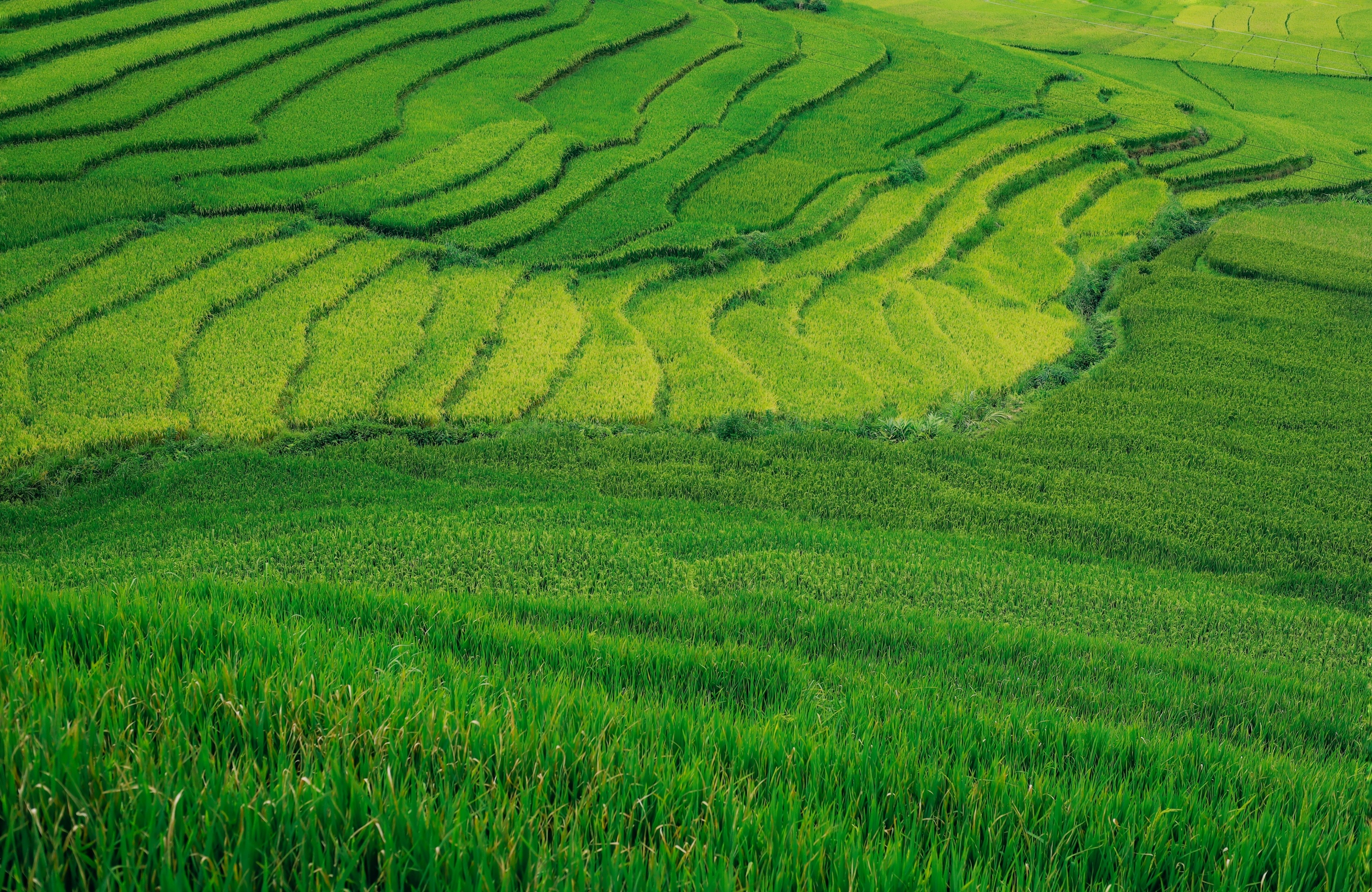 m&ugrave;a l&uacute;a xanh,  Tả Van ảnh 5