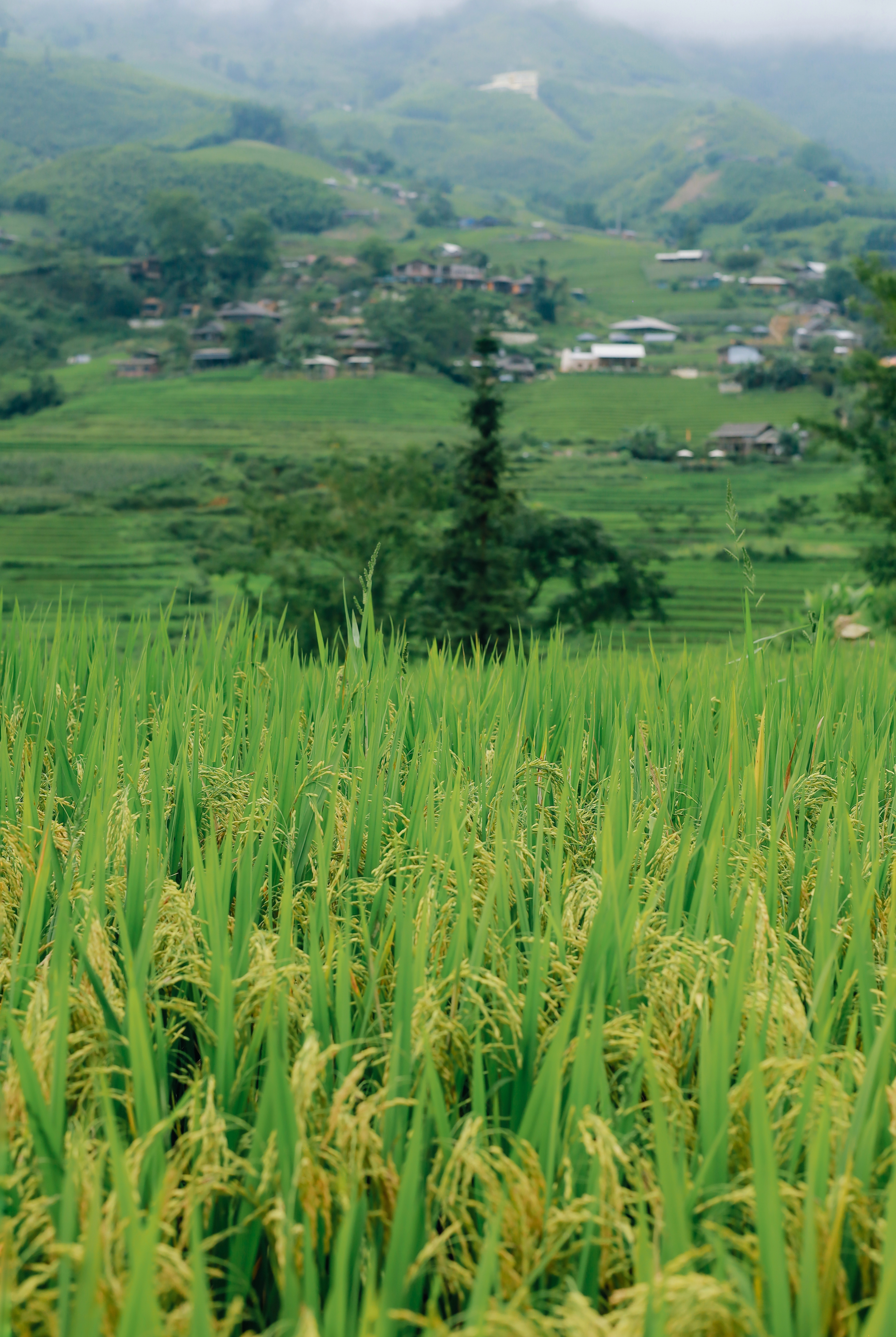 m&ugrave;a l&uacute;a xanh,  Tả Van ảnh 6