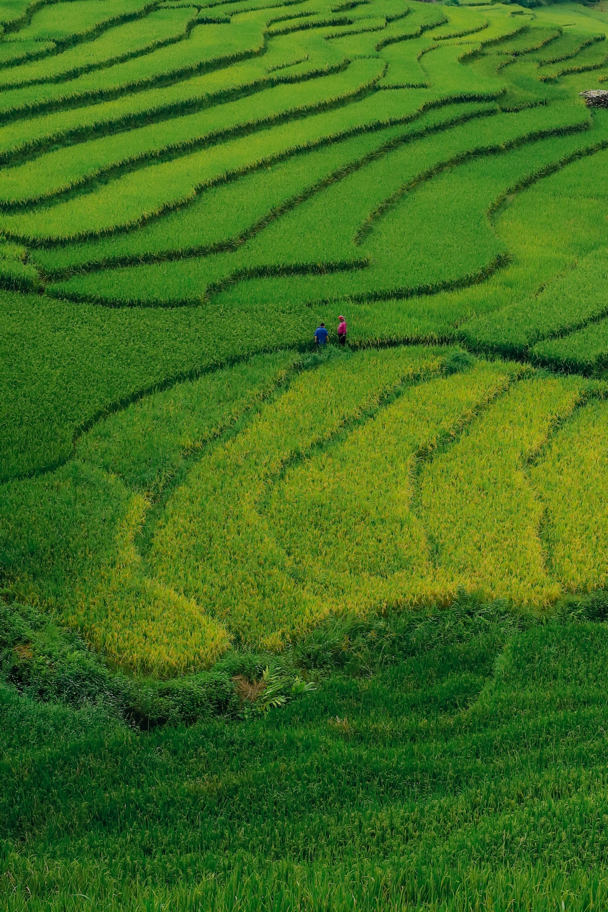 m&ugrave;a l&uacute;a xanh,  Tả Van ảnh 15