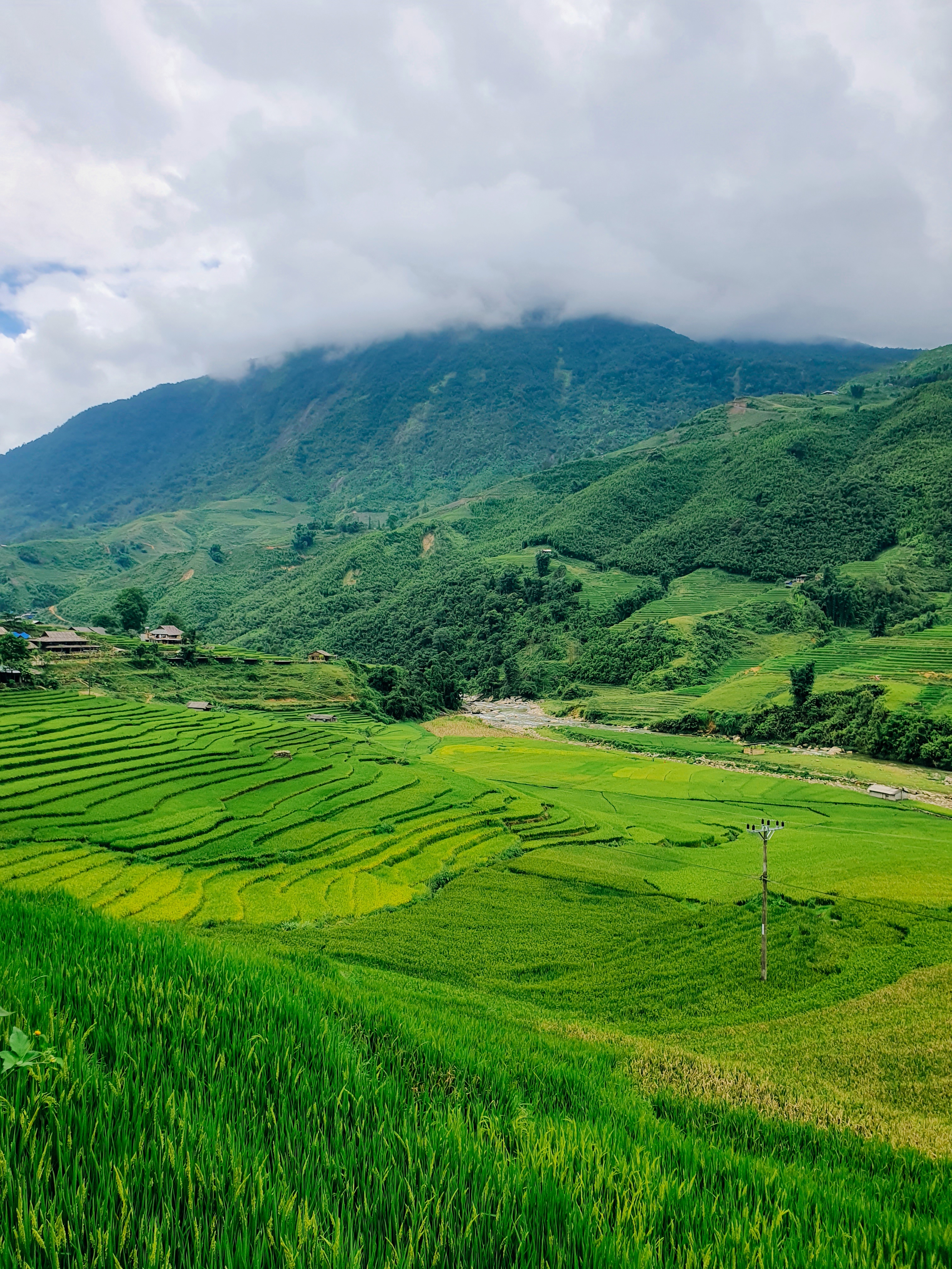 m&ugrave;a l&uacute;a xanh,  Tả Van ảnh 16