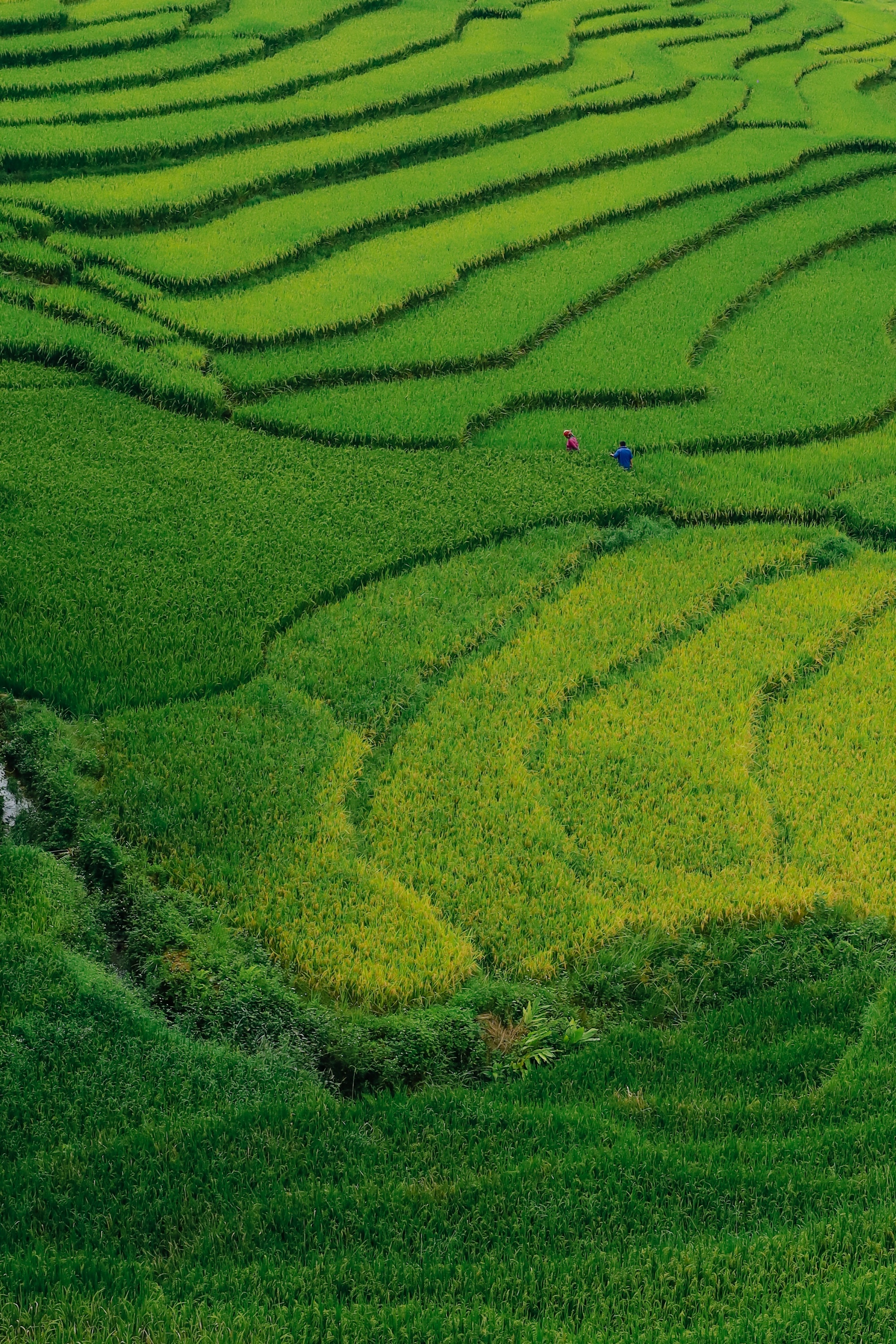m&ugrave;a l&uacute;a xanh,  Tả Van ảnh 20