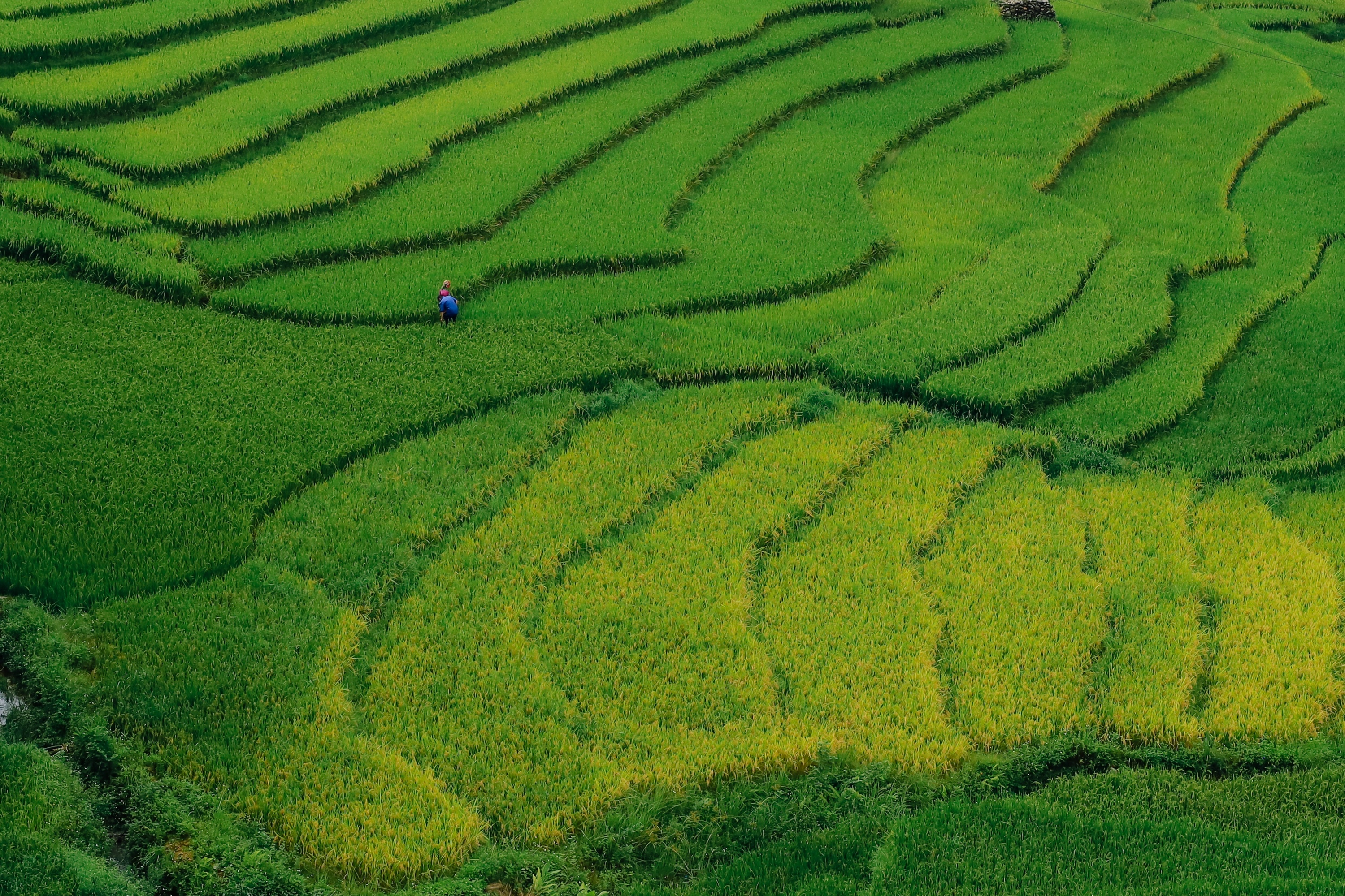 m&ugrave;a l&uacute;a xanh,  Tả Van ảnh 14