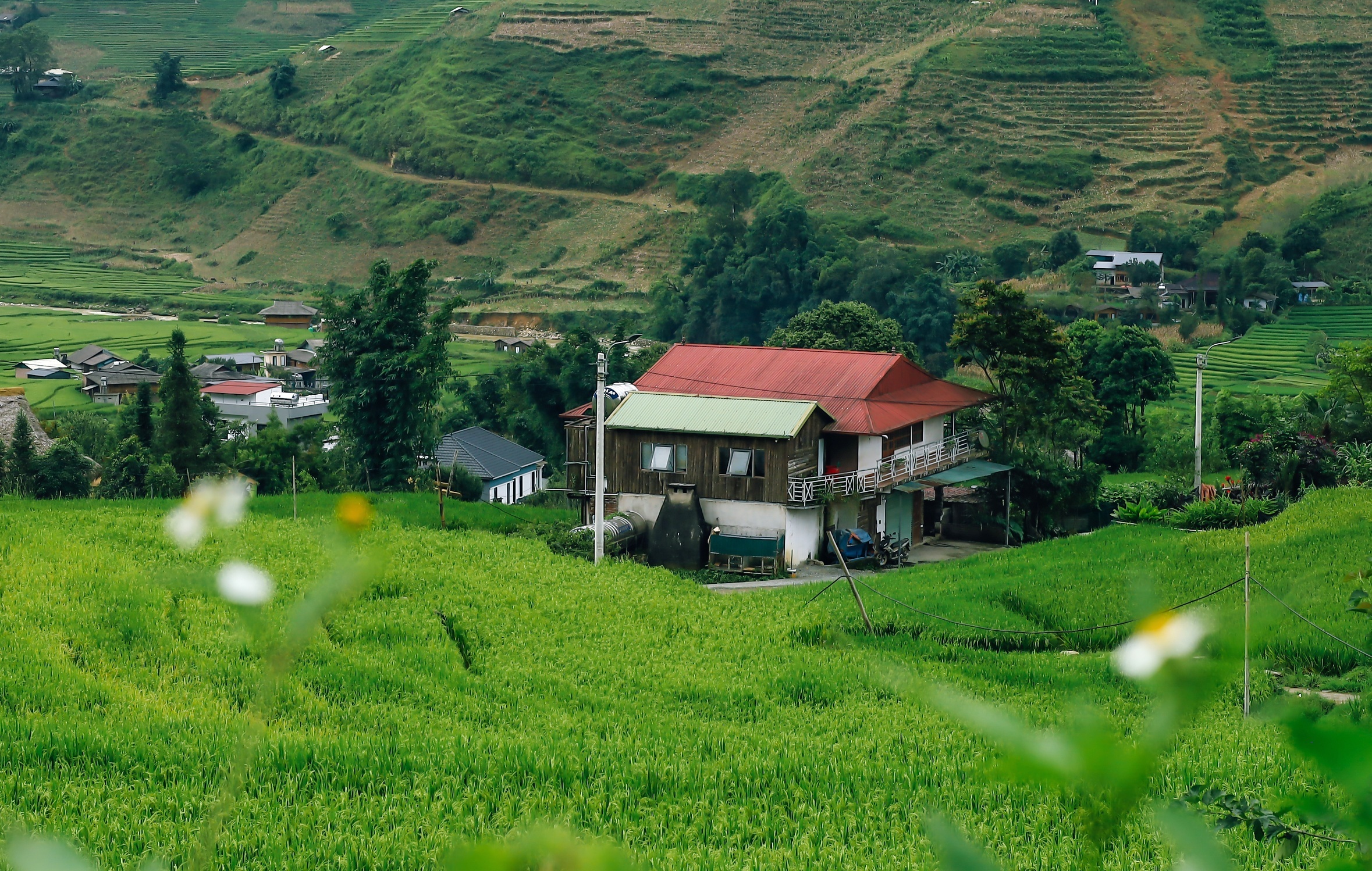 m&ugrave;a l&uacute;a xanh,  Tả Van ảnh 12